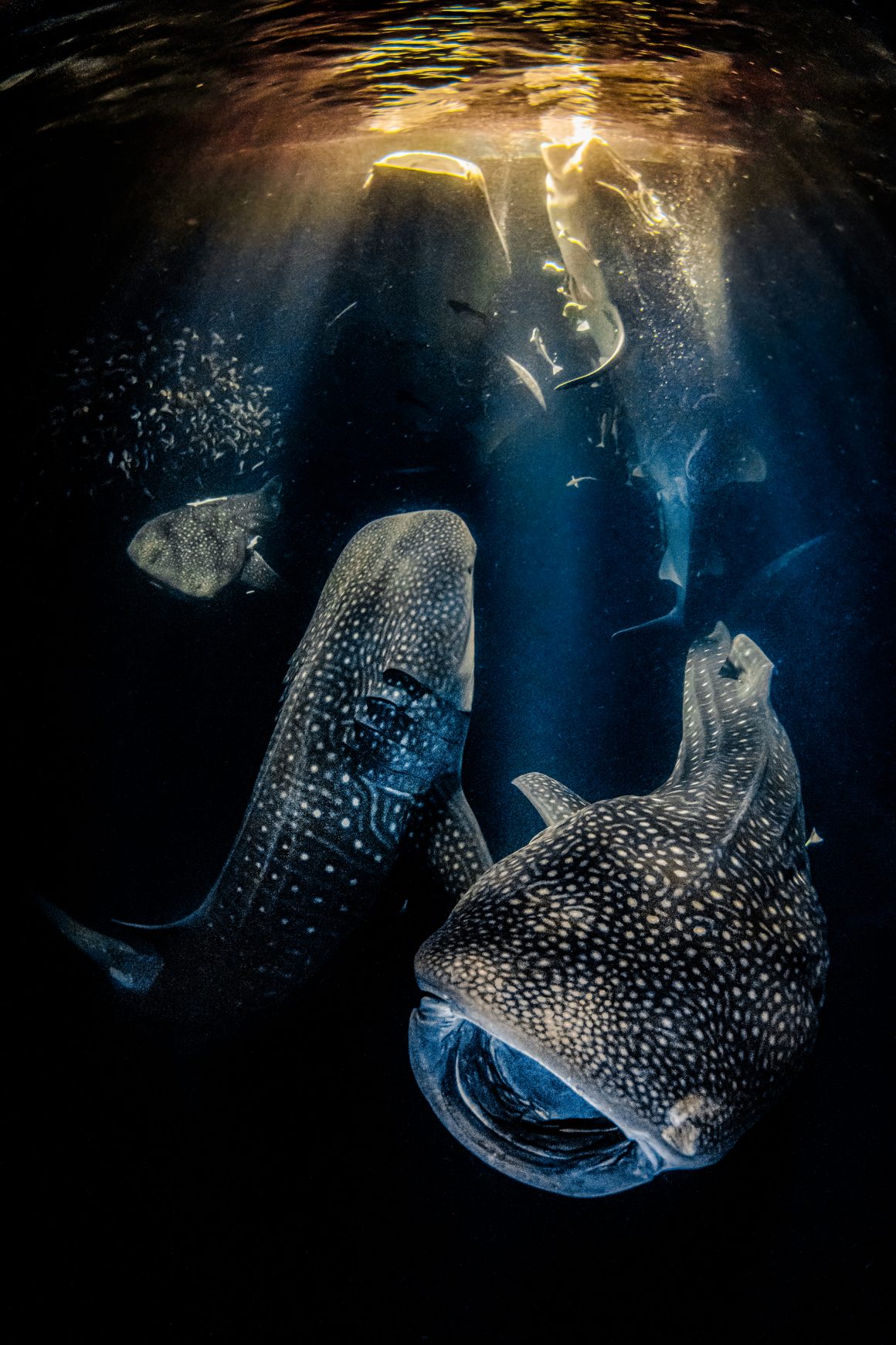 © Rafael Fernandez Caballero/Underwater Photographer of the Year 2022