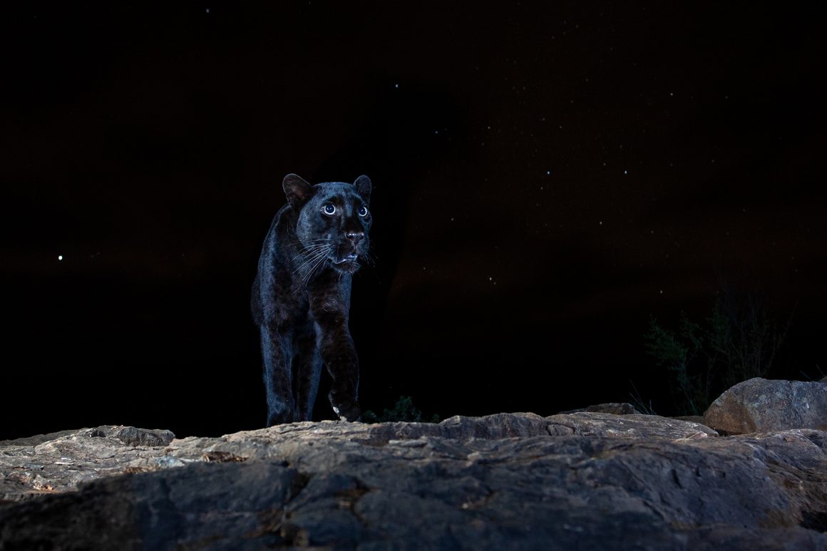 Panther bei Nacht. Bild: William Burrard-Lucas