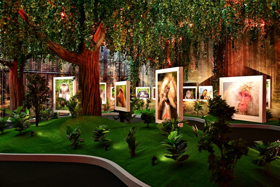 Die Ausstellung von Fotograf Mogens Trolle aus Dänemark zeigt verschiedenste Primaten.