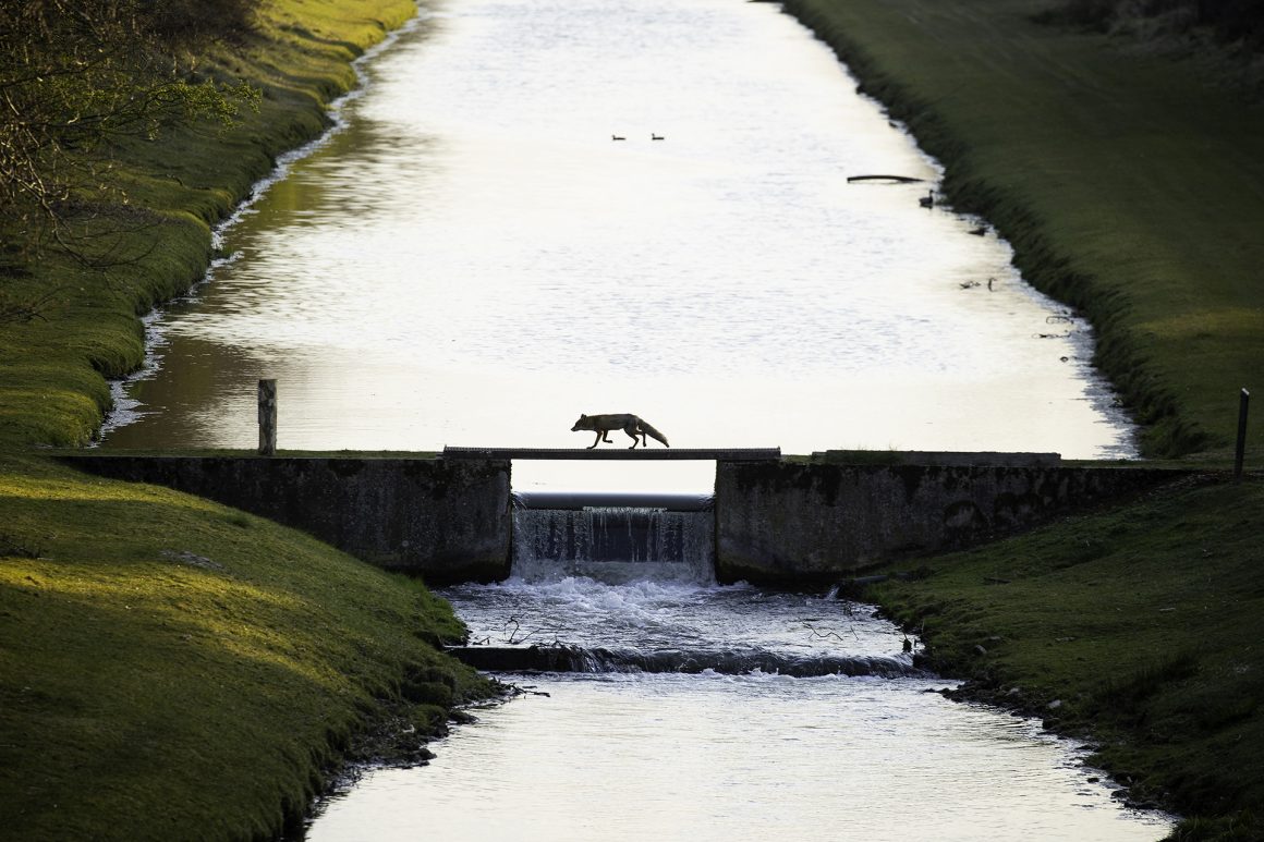 Fuchs auf der Brücke. Bild: Andius Teijgeler