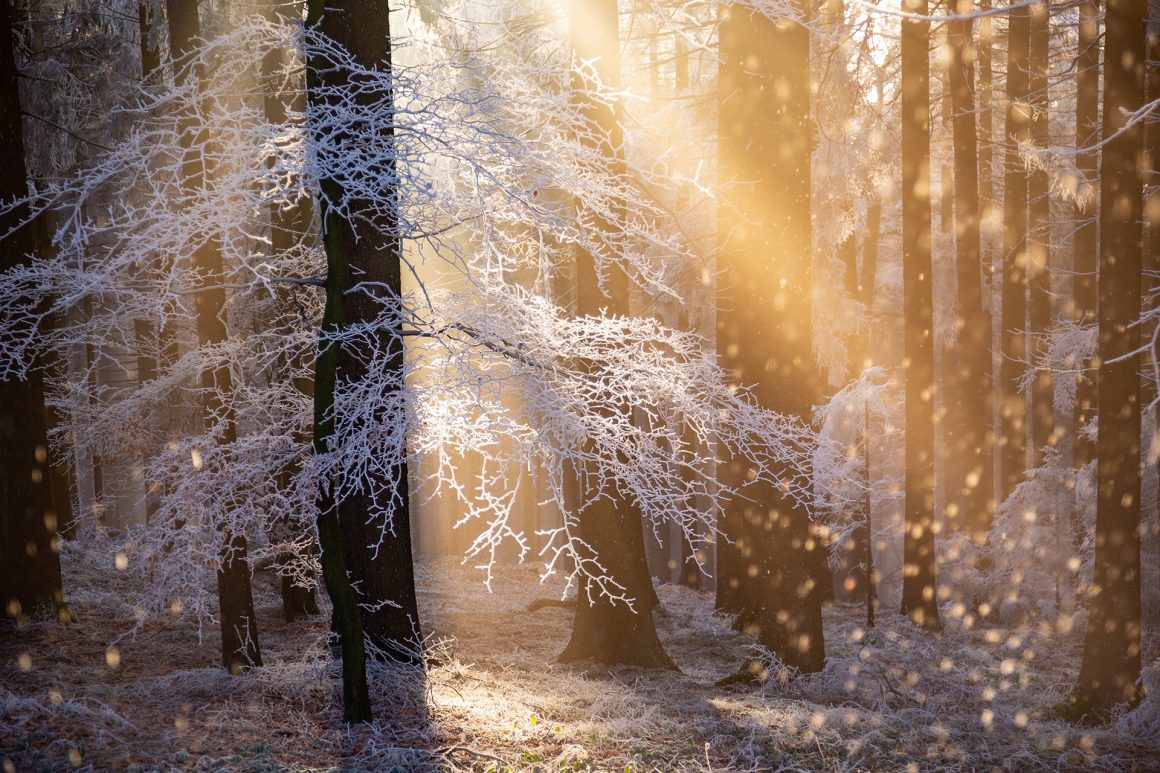 Wald im Winter. Bild: Rupert Kogler