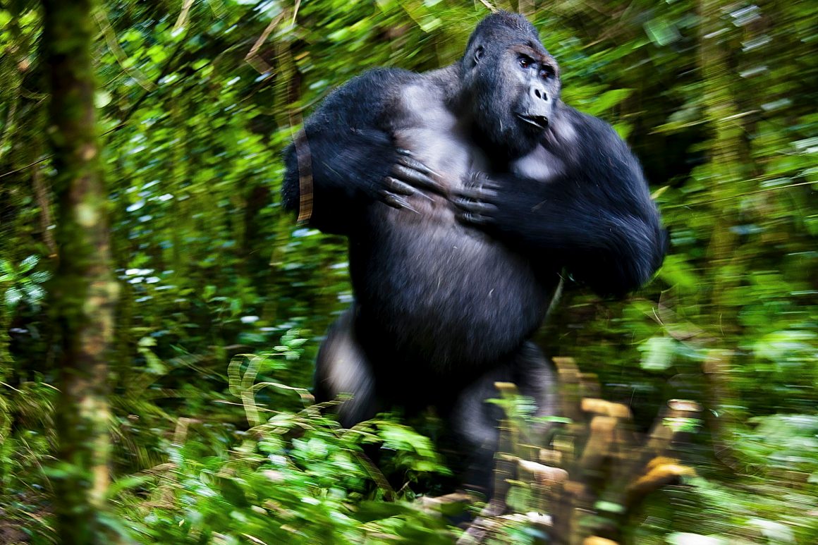 Gorilla in Bewegung. Bild: Sepp Friedhuber
