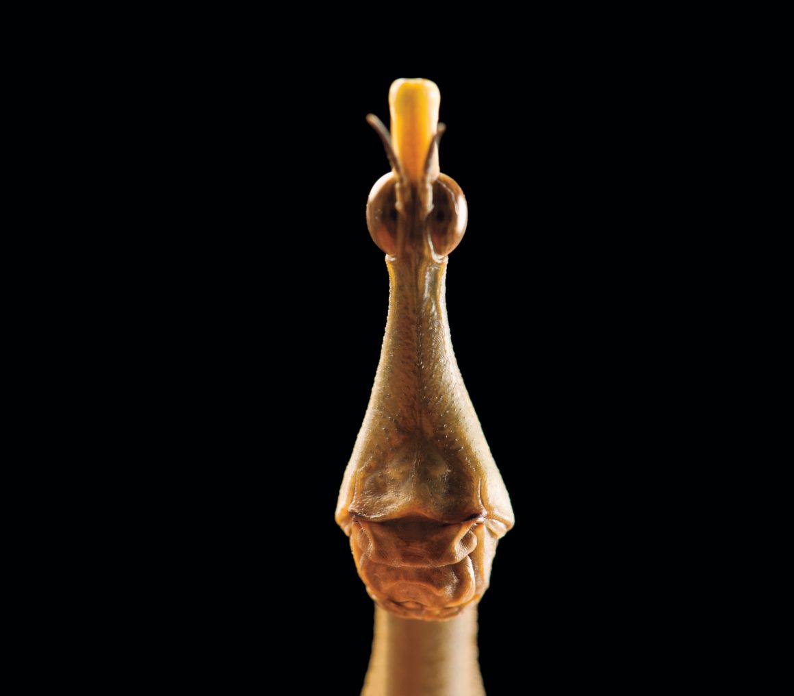 Riesenstabschrecke: Die vorgewölbten Augen am außerirdisch wirkenden Kopf ermöglichen die Rundumsicht. Bild: Joel Sartore, National Geographic