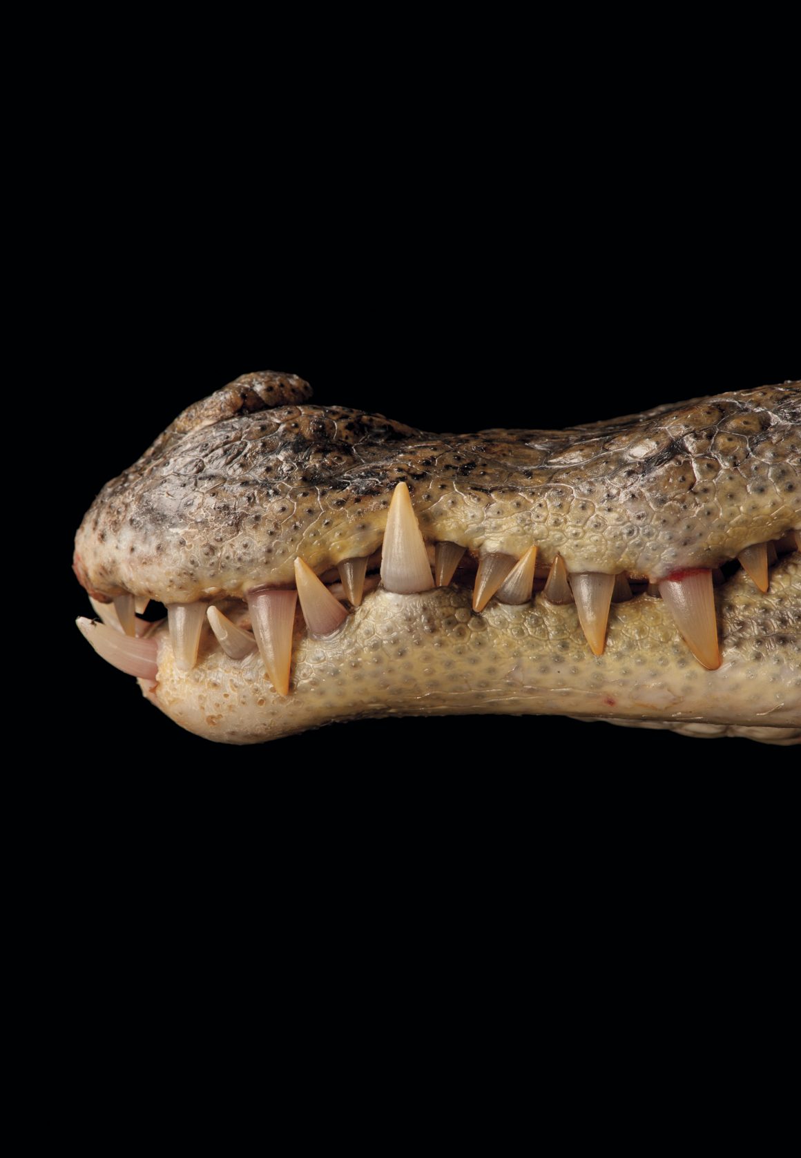 Unterart des Nördlichen Brillenkaimans: Mit seinem kräftigen Kiefer kann das Reptil über 100 verschiedene Arten von Beutetieren verschlingen. Bild: Joel Sartore, National Geographic