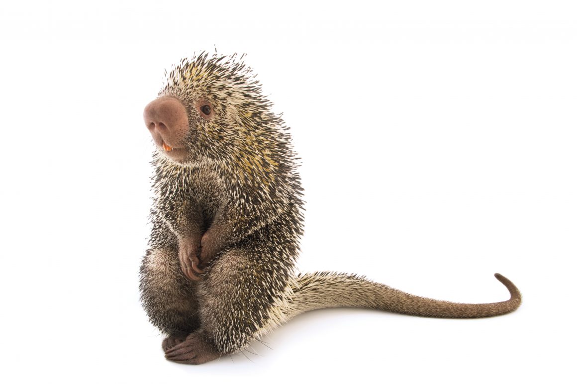 Cuandu: Der südamerikanische Baumstachler verbringt den Großteil seiner Zeit auf Bäumen. Bild: Joel Sartore, National Geographic