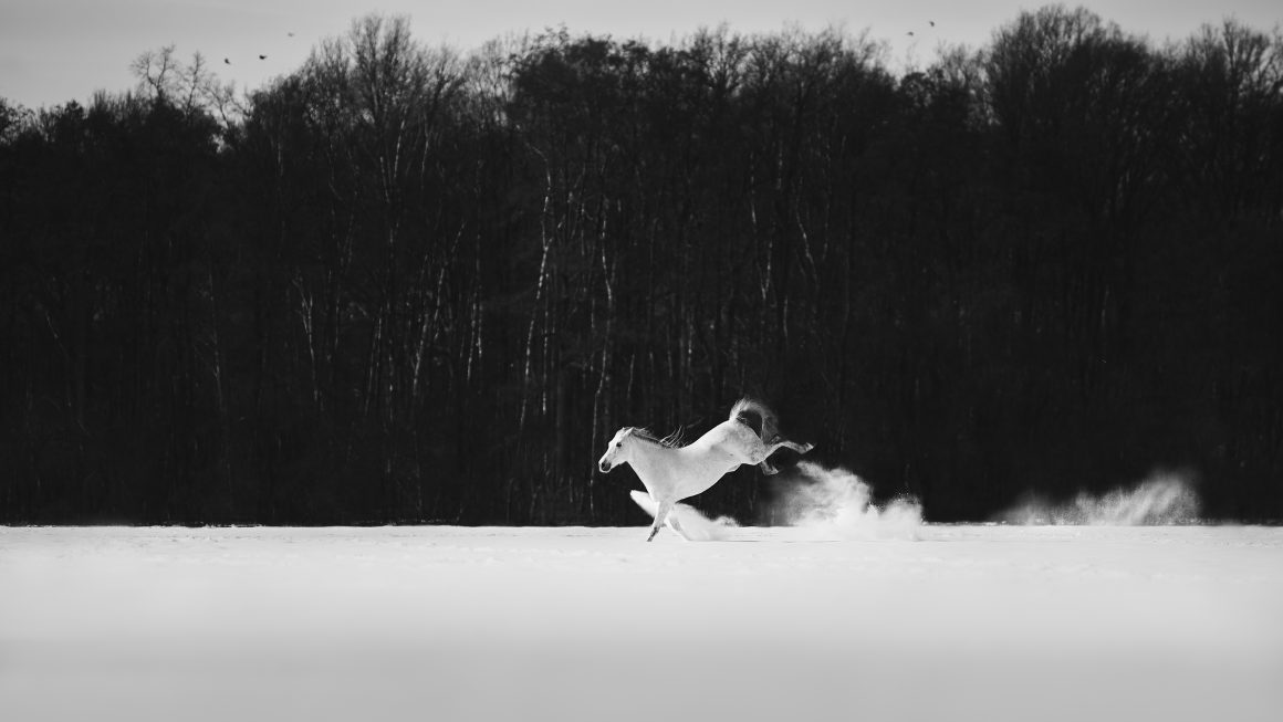 © Jessica Mohn, Germany, Shortlist, Open, Natural World & Wildlife, 2022 Sony World Photography Awards