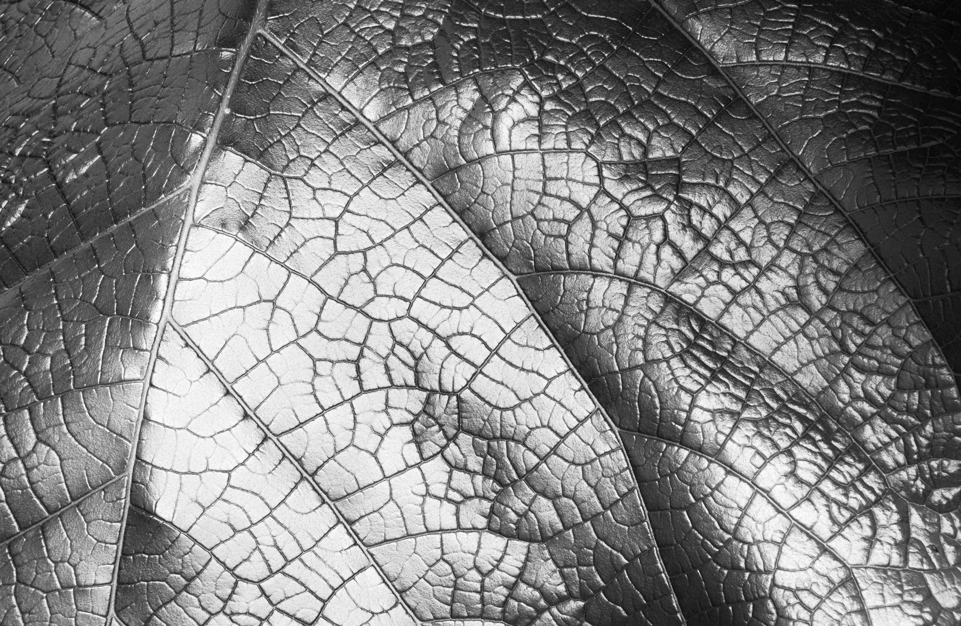 Pflanzen als Kunstobjekte von Sebastian Fink