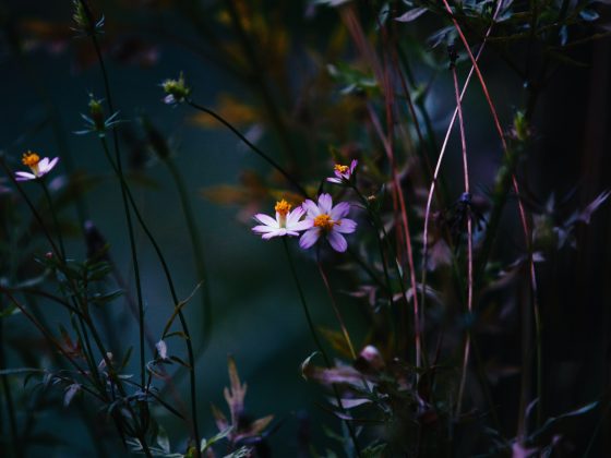 Blumen in dunkelgrüner Atmosphäre