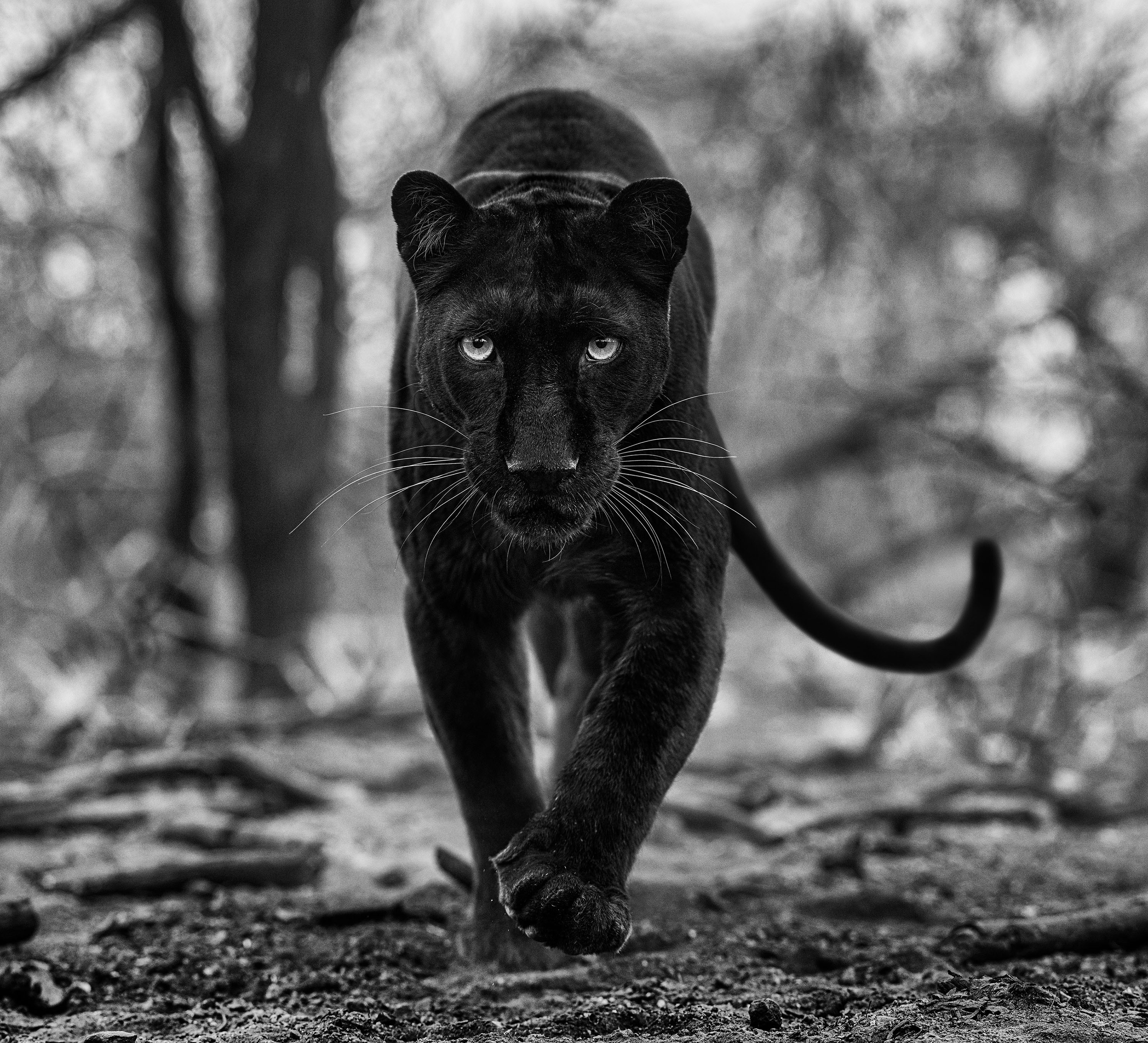 Remains of the Day, South Africa, 2021;  Bild: © David Yarrow / Courtesy of CAMERA WORK