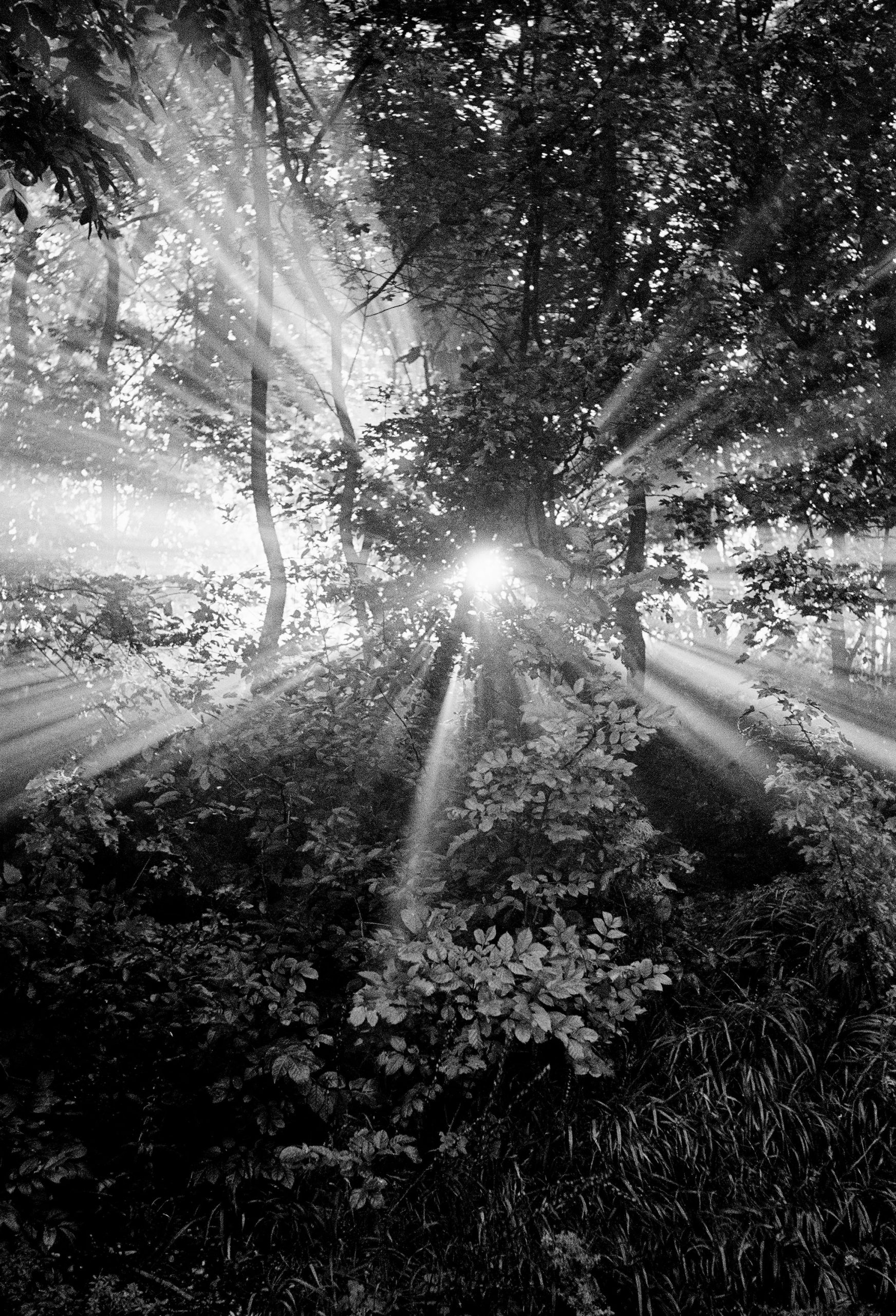 Bäume, 1956, Bild: Walter Schels