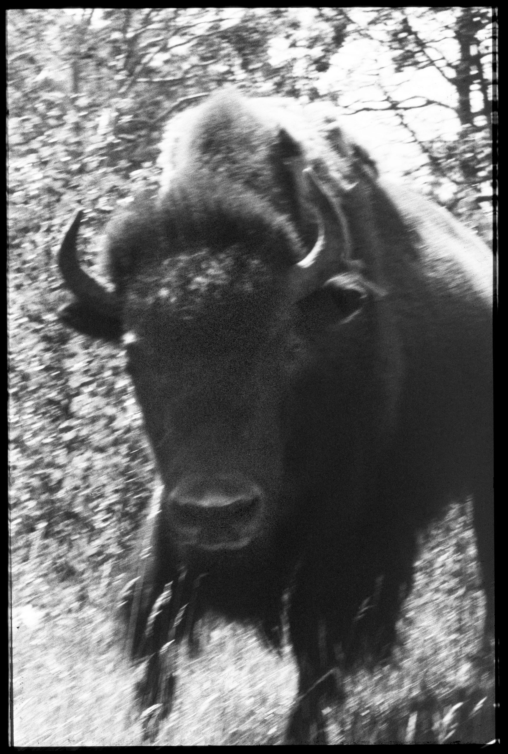 Kanada Bison, 1961; Bild: Walter Schels
