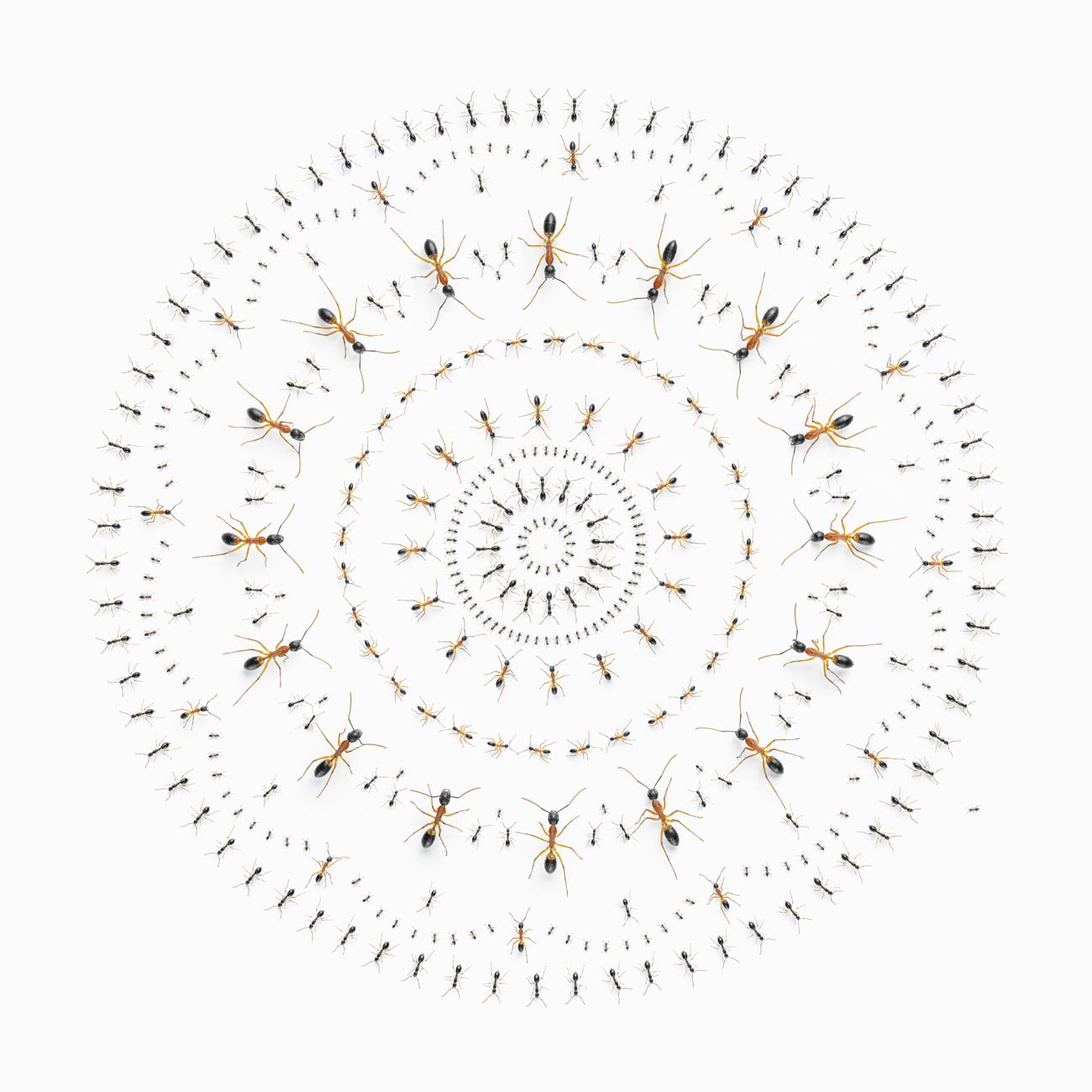 Creative Photo Awards