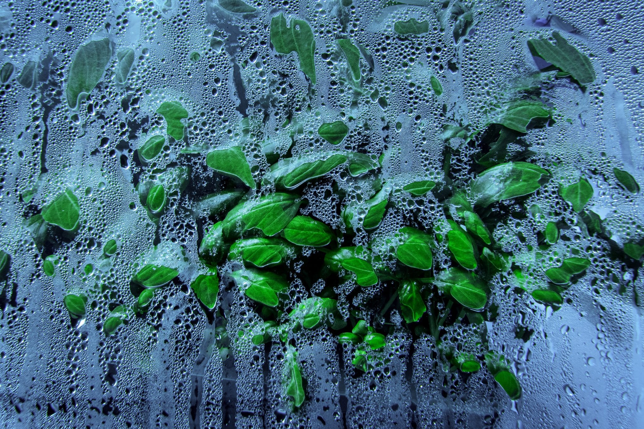 „Nemo’s Garden“ von Giacomo d’Orlando/IT