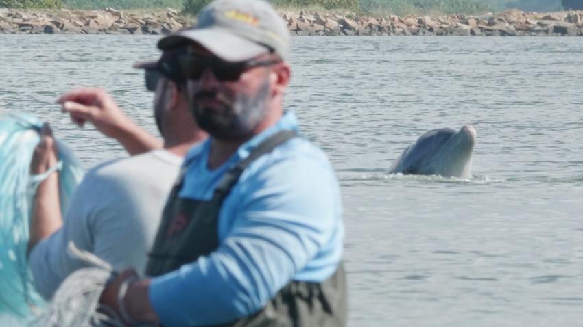 Pedro Furtado (Brasilien), The Good Dolphins