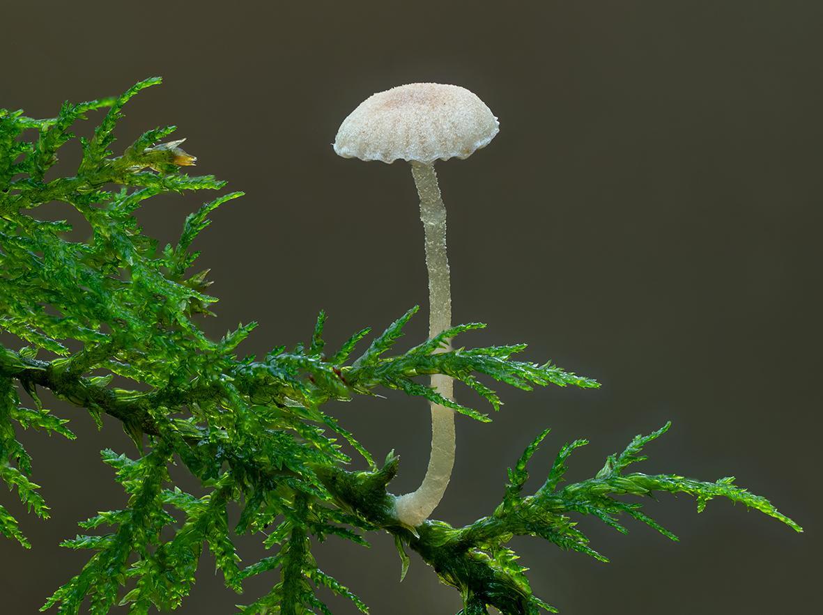Pilz auf Farn - entstanden mit dem CASTEL-M für Focus Stacking und der Nikon Z 9.