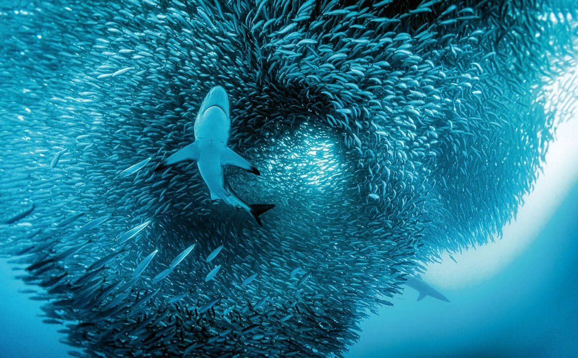 Jäger des Lichts Leidenschaft Naturfotografie