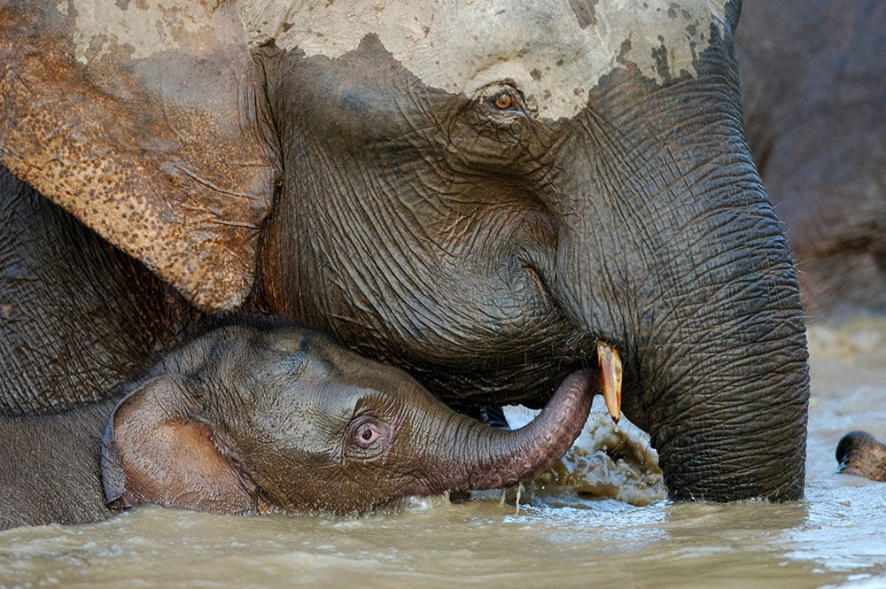 Das geheime Leben der Elefanten © Hugh Landsdown