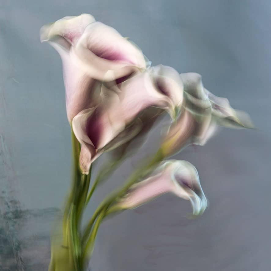 Gladys, Appearances, 2010 © Barbara Cole