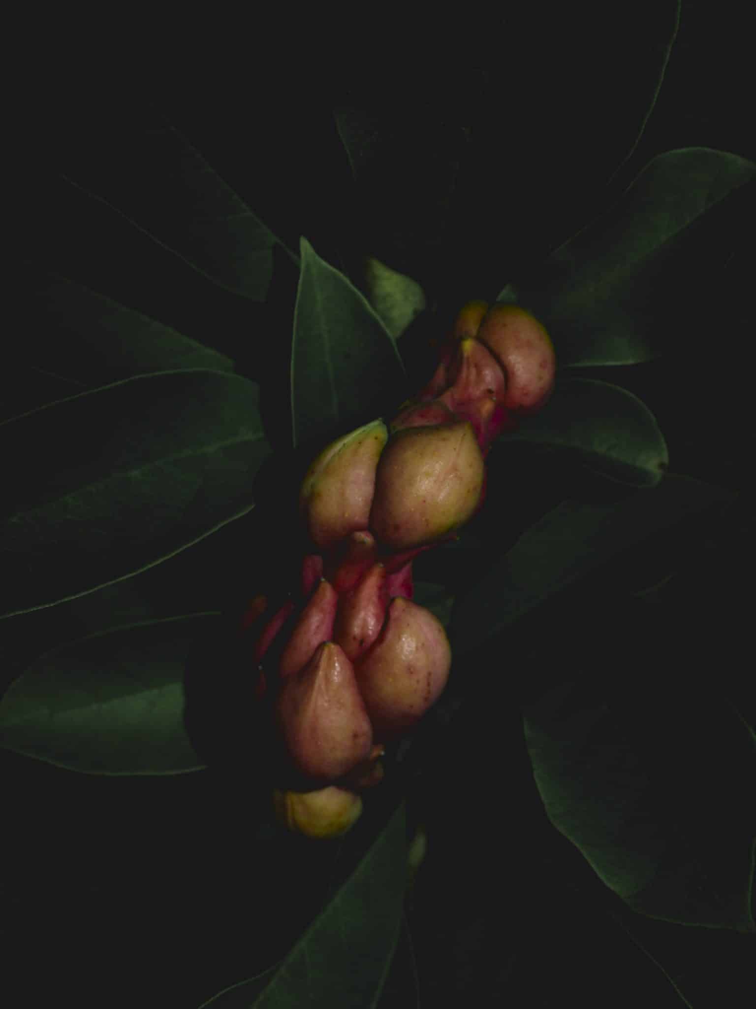 06 Forbidden Fruit, No. 1 - Magnolie