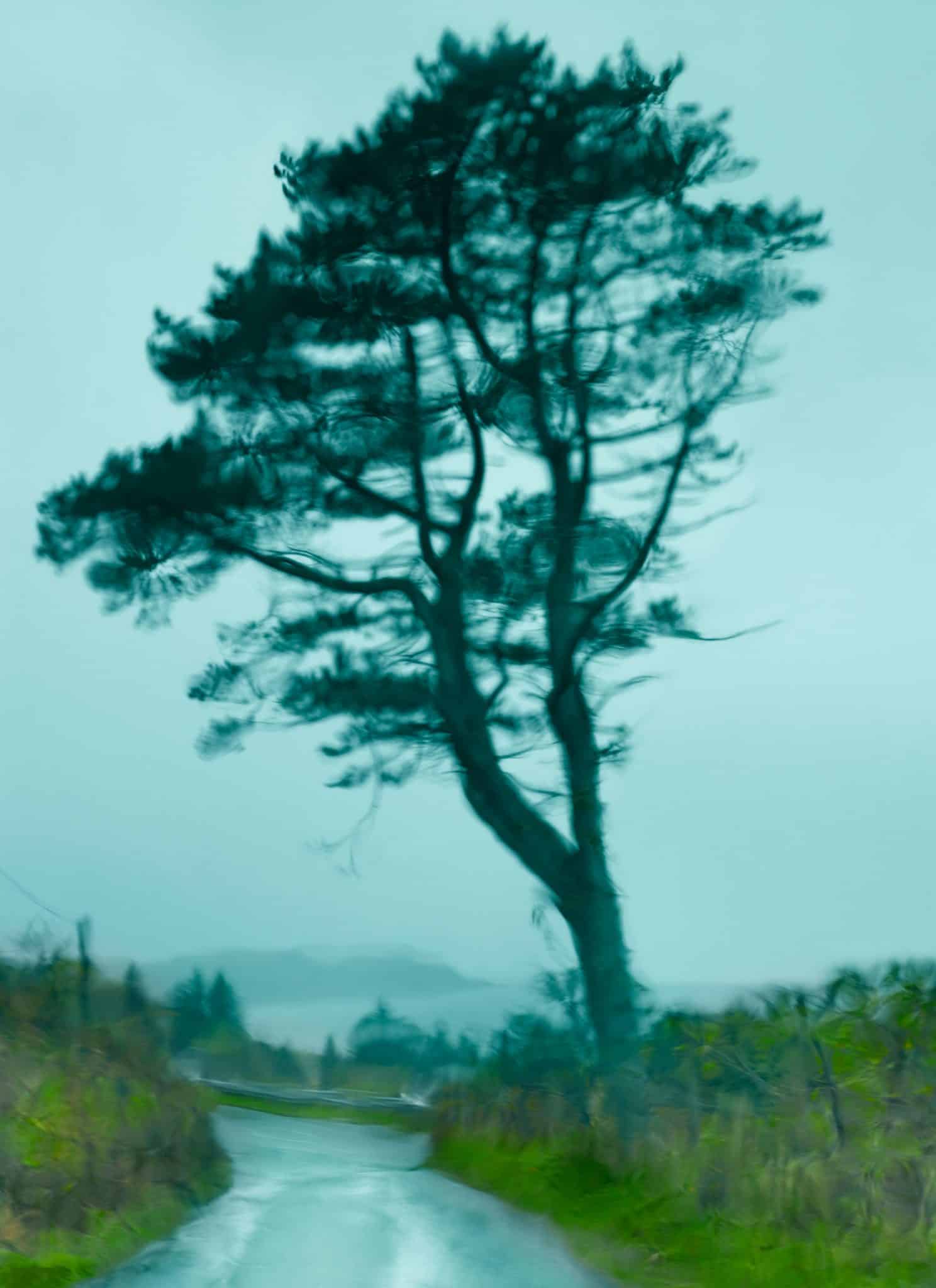 _Tree Through a Windshield & Rain, Isle of Skye, Scotland, 2013; Copyright: Albert Watson