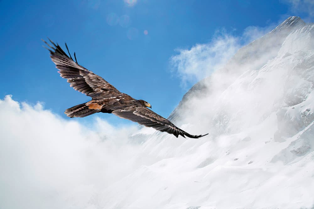 Ein Adler im Flug, Foto: Heinz Schmidbauer
