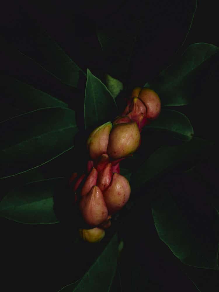 Forbidden Fruit,
No. 1 - Magnolie Florian W. Müller
