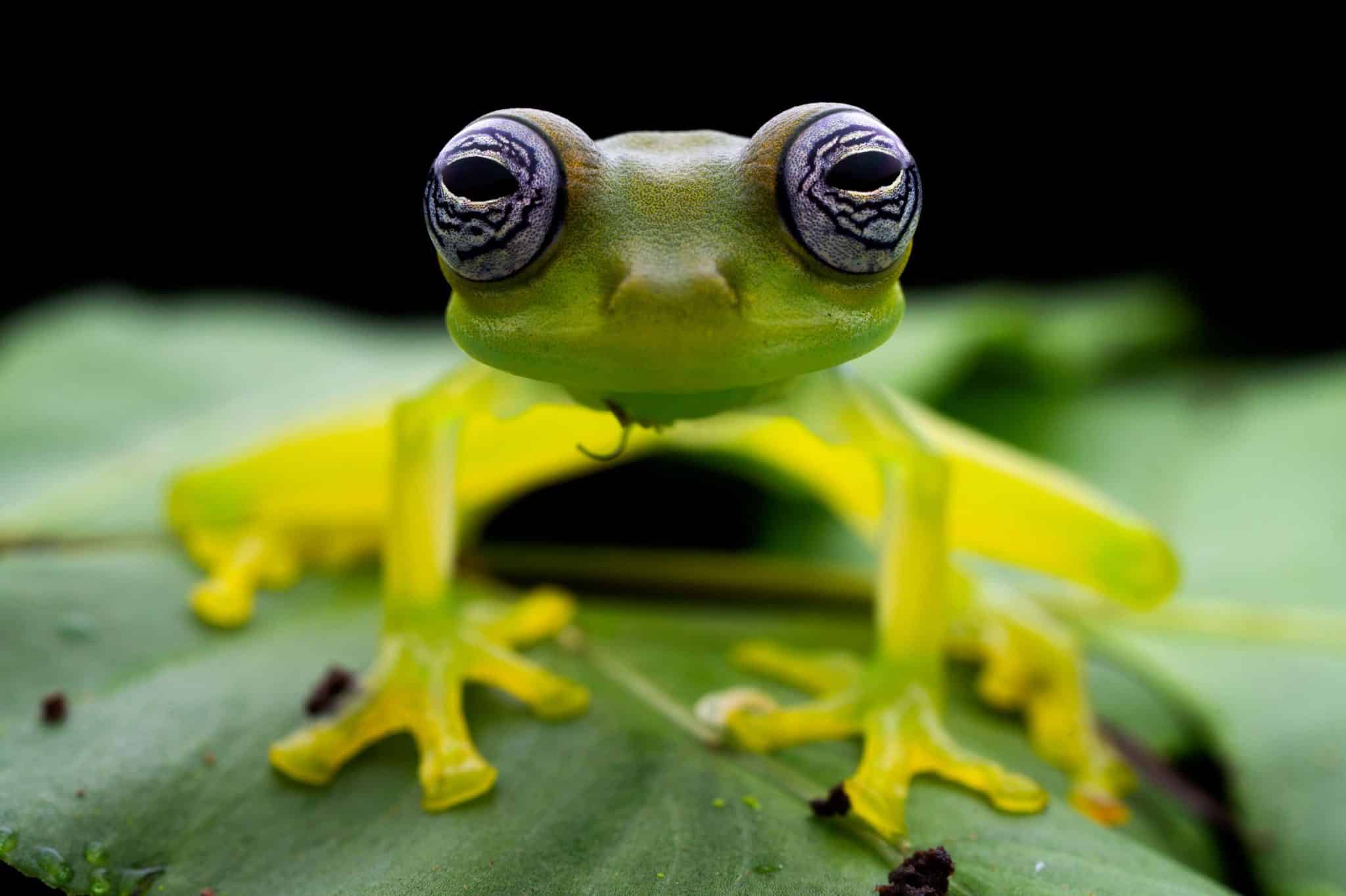 Javier Aznar González de Rueda (ES) | Rainforest Souls - Verborgenes Leben im Tropenwald Ecuadors | Rainforest Souls - The hidden treasures of Ecuador's tropical forests