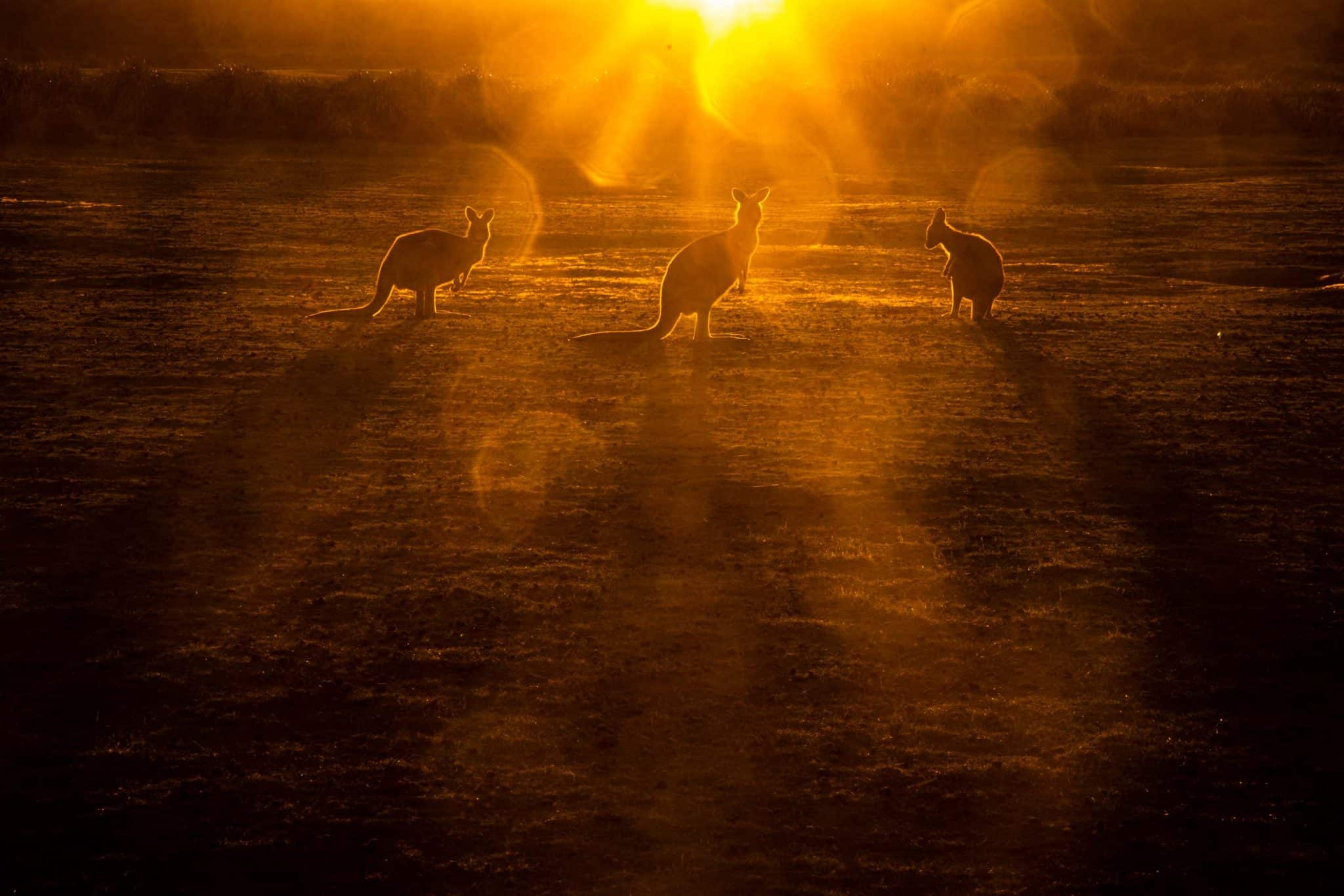 Karsten Mosebach (DE, GDT) | Tasmanien - Alles anders am anderen Ende der Welt | Tasmania - Everything is different at the other end of the world