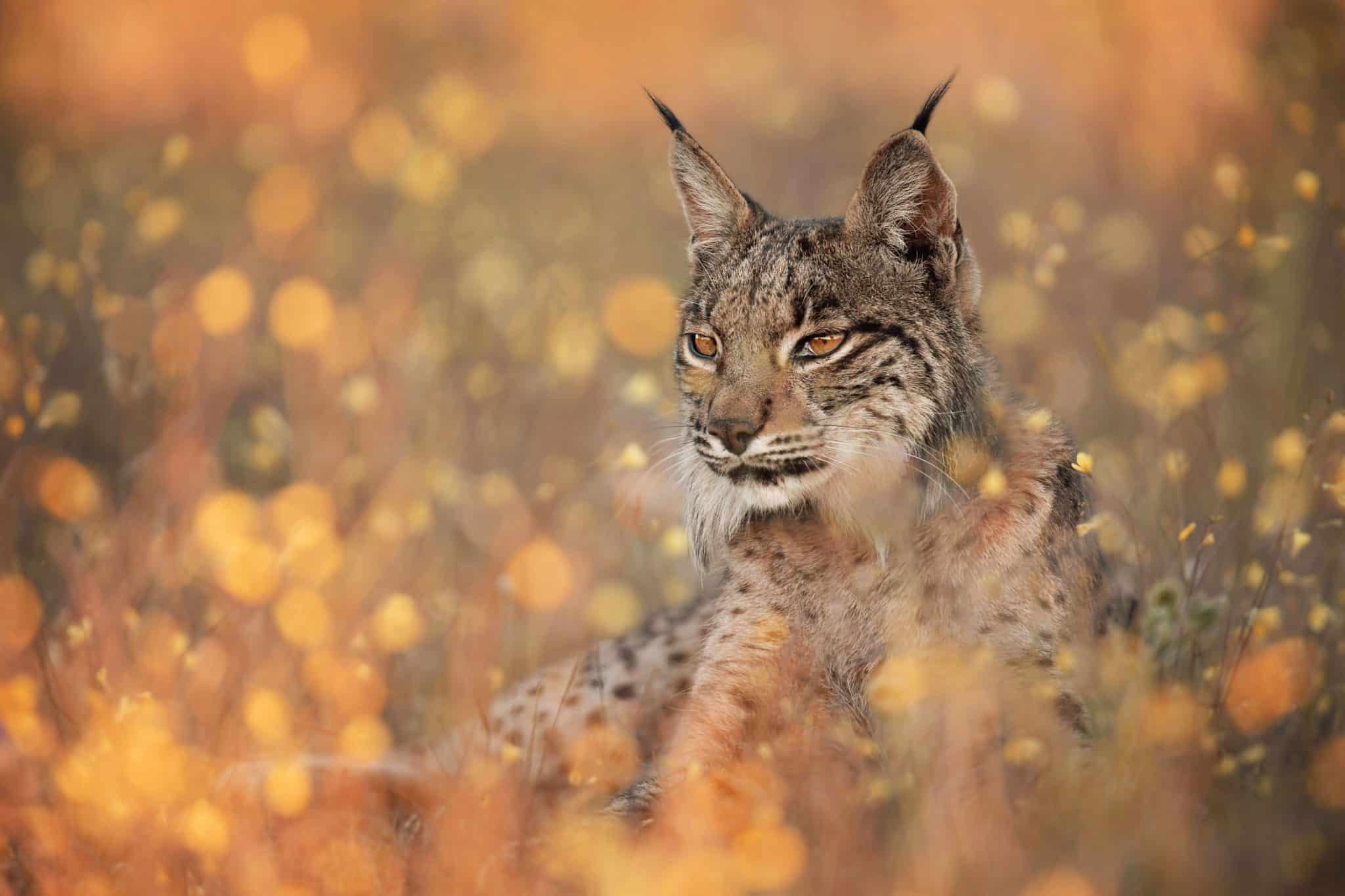 Ricardo Lourenco (PRT) | Iberischer Luchs - Die Suche nach einem Geist | Iberian Lynx - Chasing a ghost