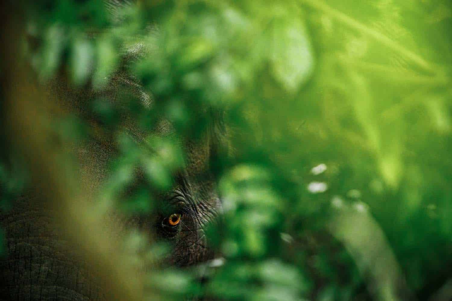 Fritz Pölking Preis | Fritz Pölking Prize | Jasper Doest | Niederlande | Ein fragiles Refugium für Waldelefanten (1)