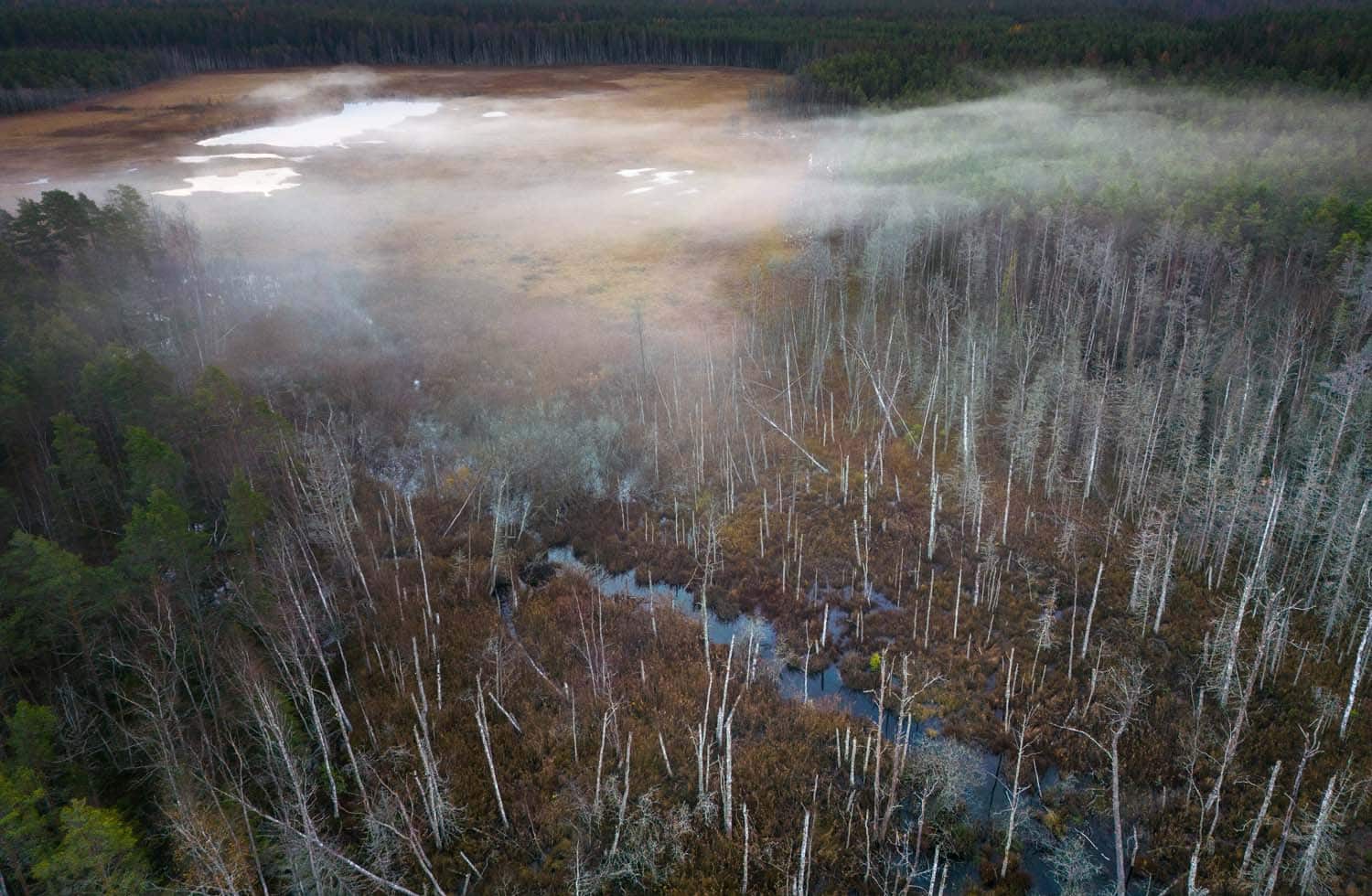 "Realm of the Beaver" von Jyri Juuti