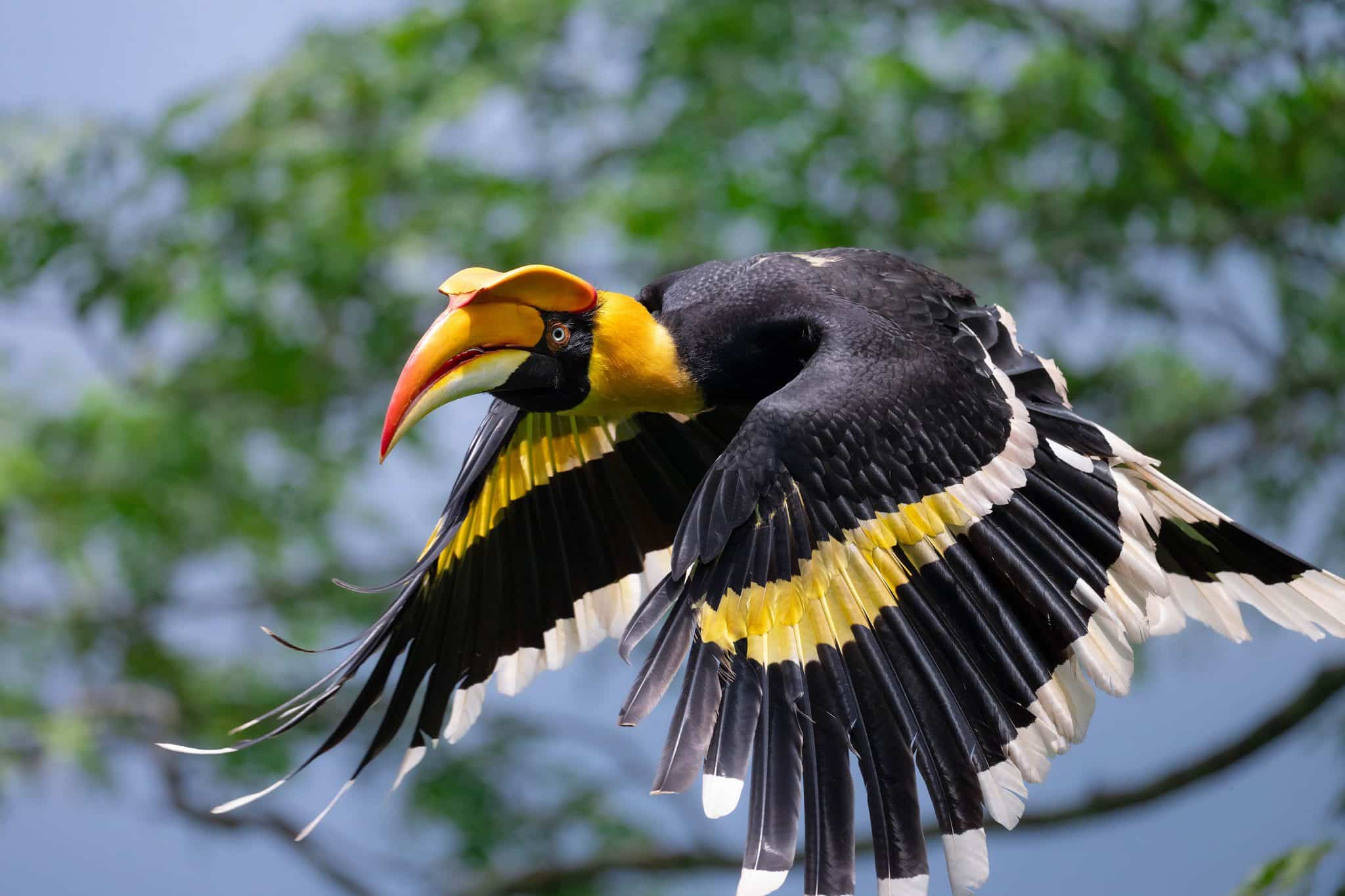 NIKKOR Z 600mm Ergebnisbild