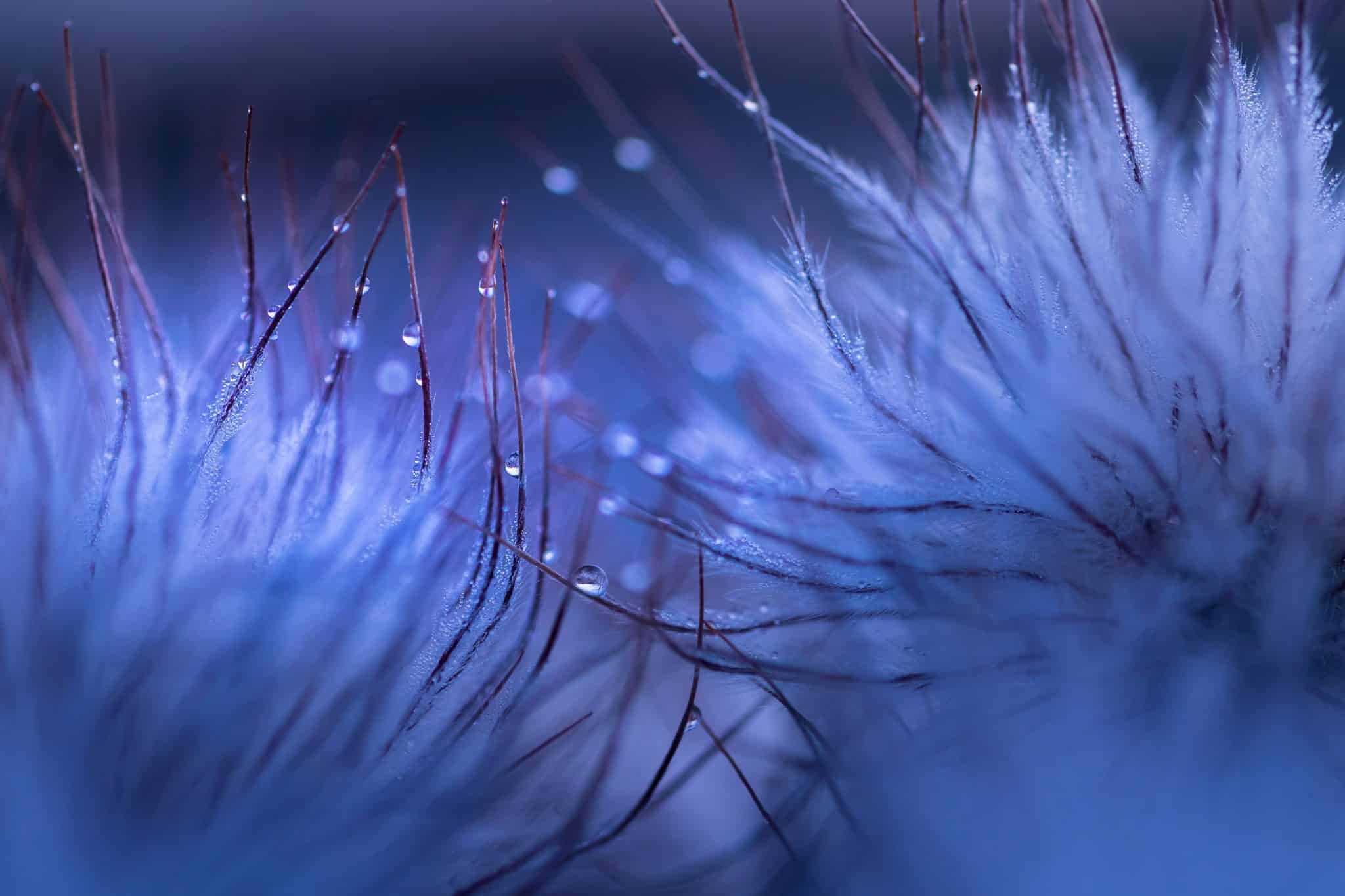 Makroaufnahme von Pflanzen in Blau-Violett