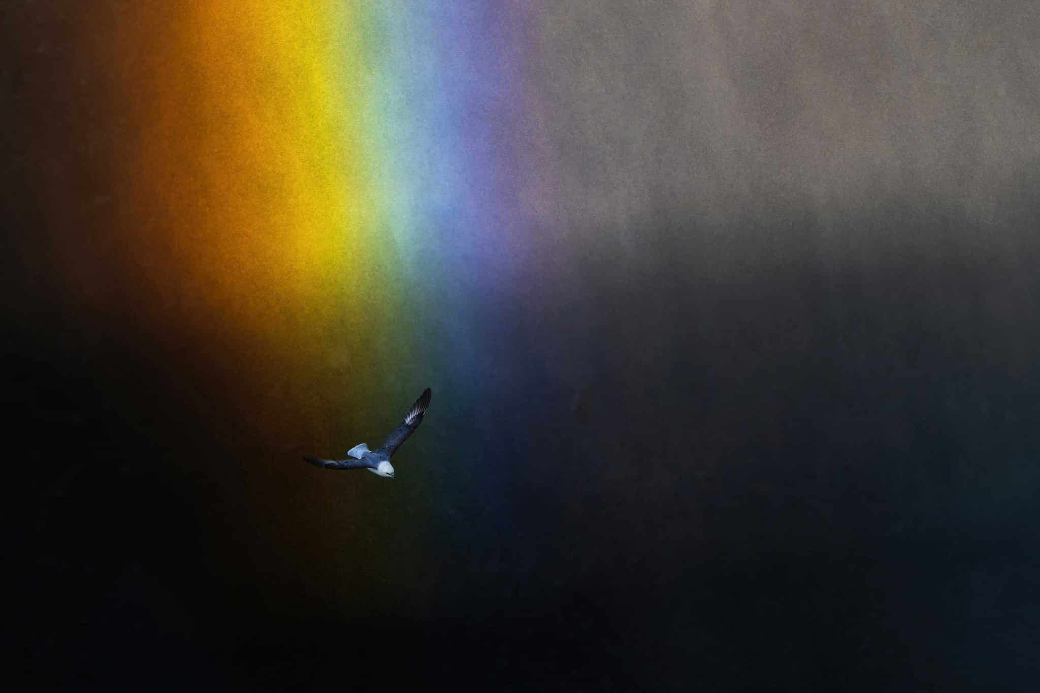 Platz 4: „Under the Rainbow“ von Barbara Seiberl-Stark