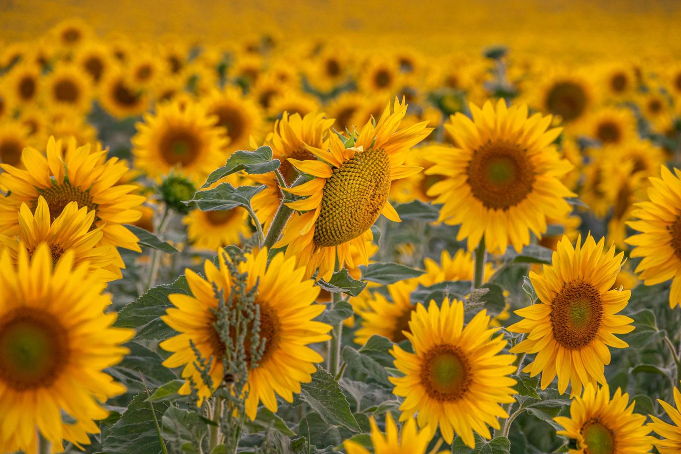 Juli: „Sommerschönheiten“ von Anneliese Schumacher