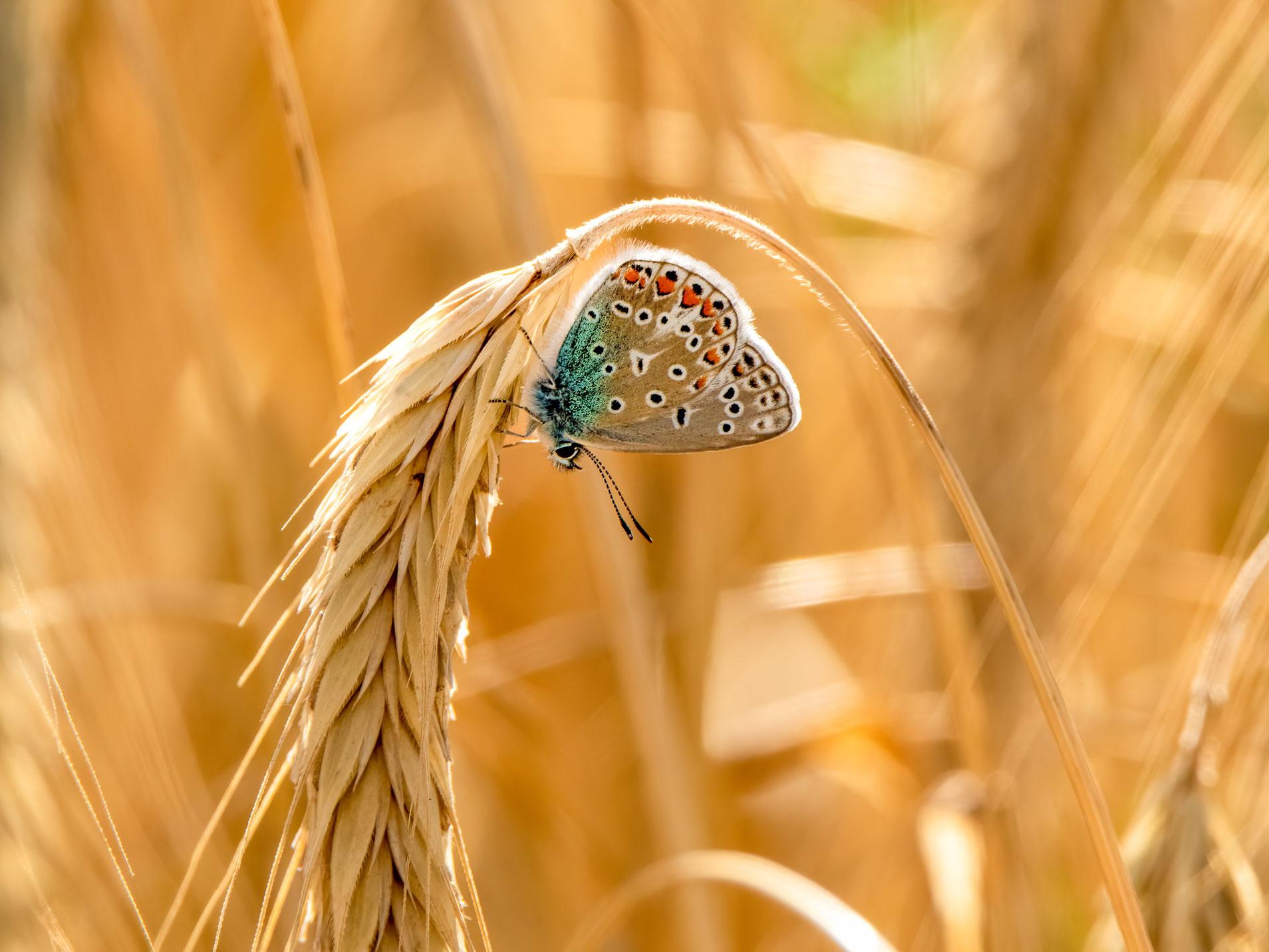August: „Bläuling im Korn“ von Harald Fröschl