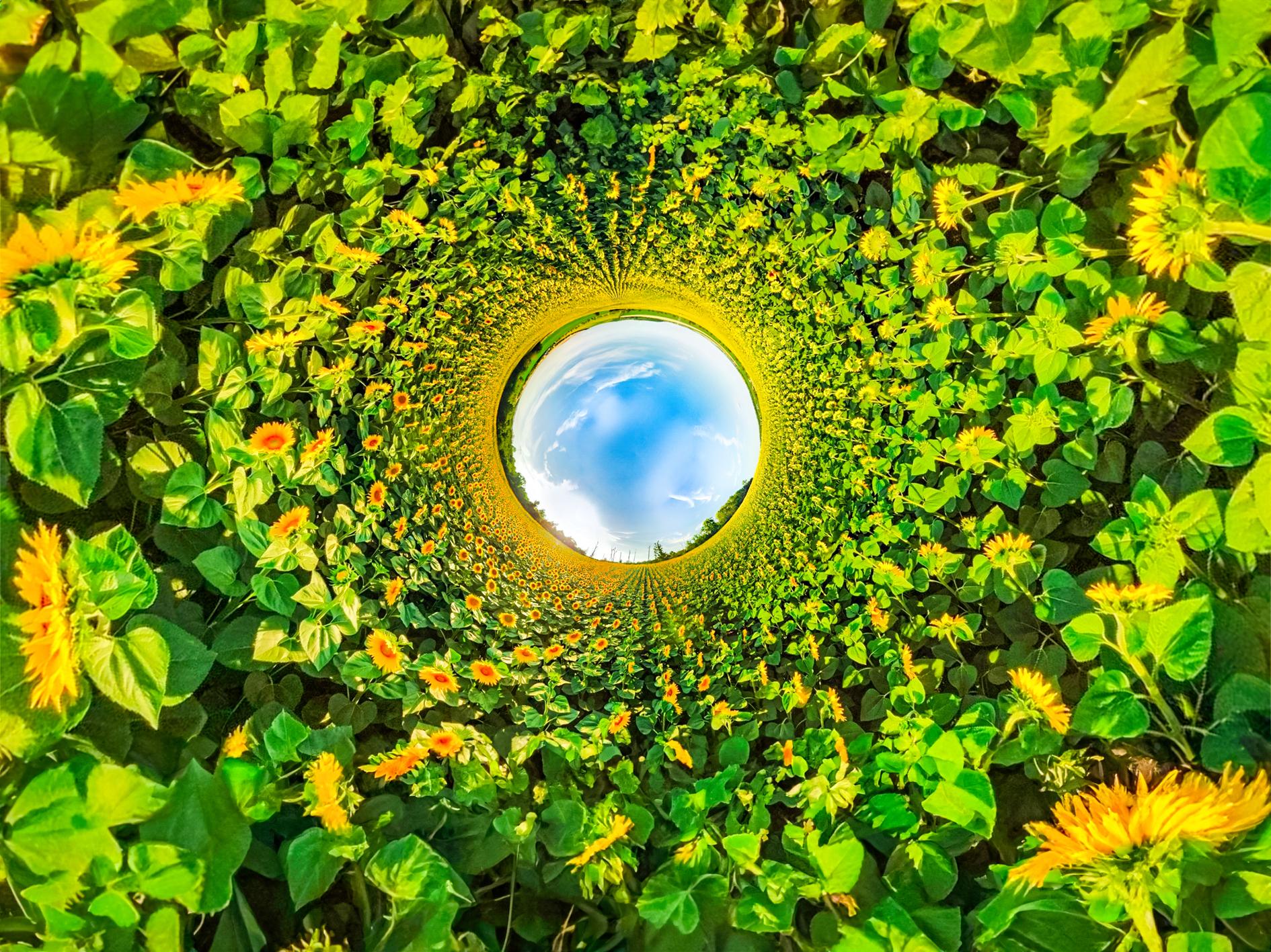 Oktober: „In der Sonnenblumenwelt“ von Andrea Schwingel