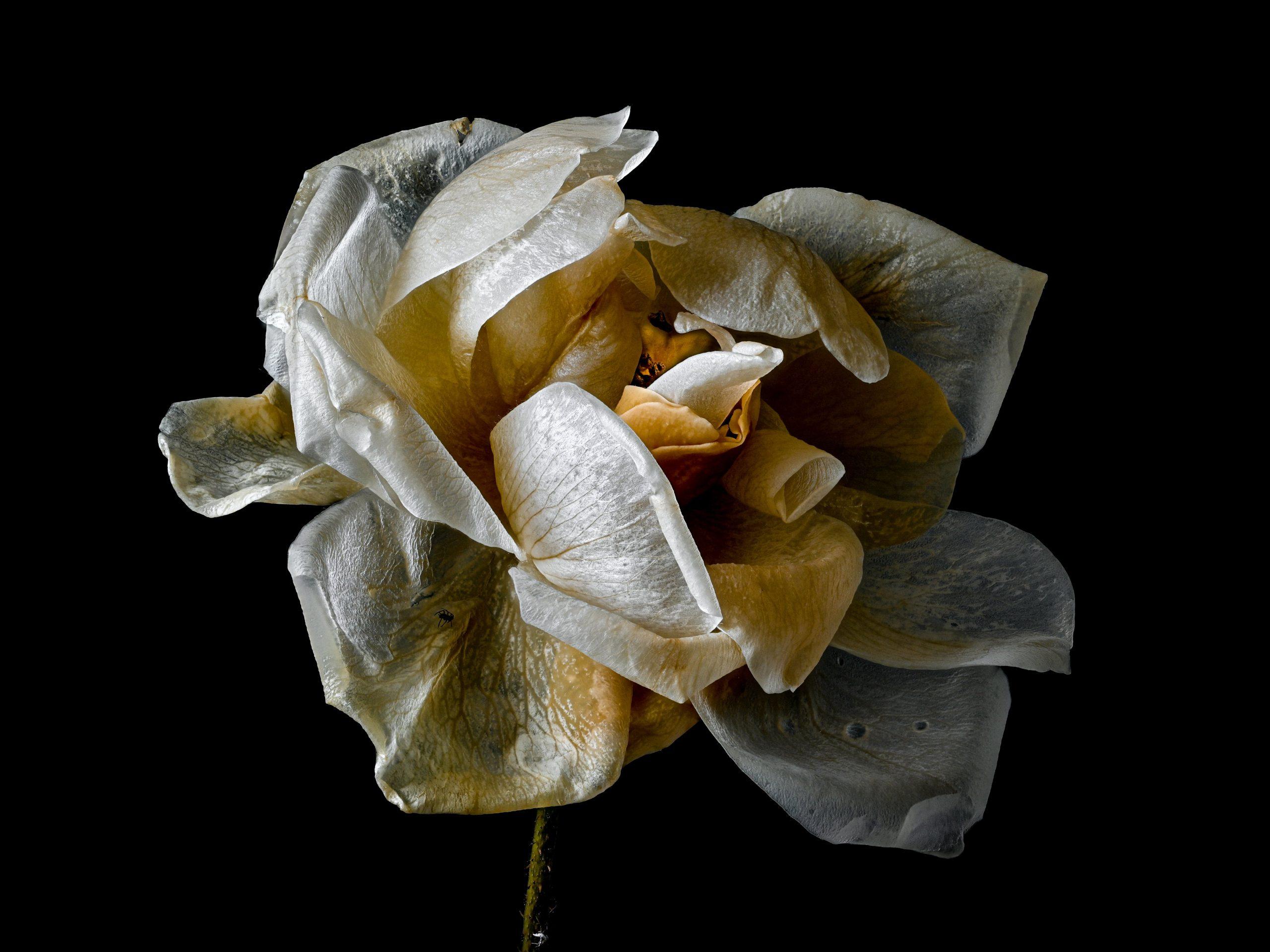 März: „Vergänglichkeit und Neuanfang“ von Wolfgang Becher