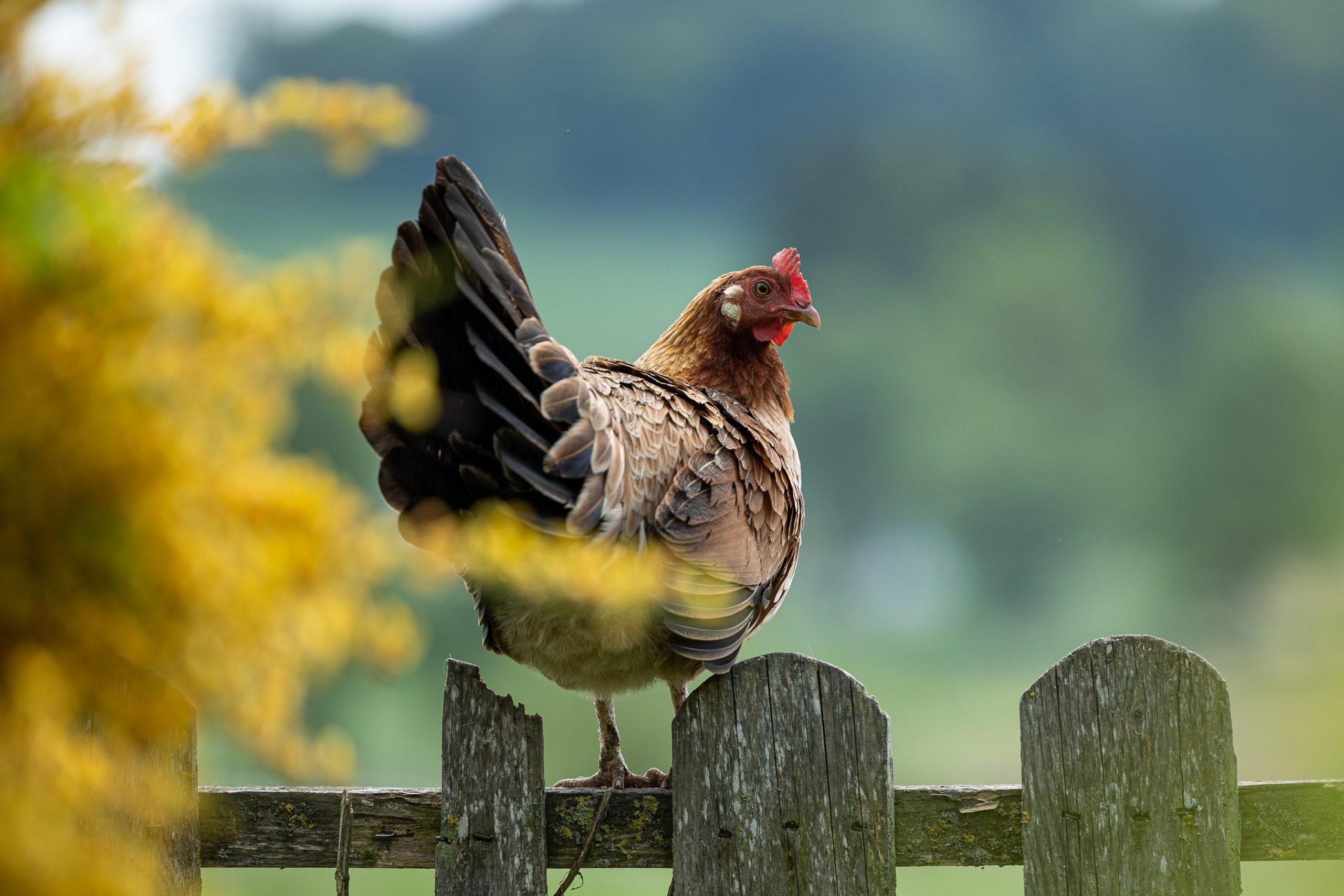 Juni: „Ab in den Garten“ von Bettina Klein