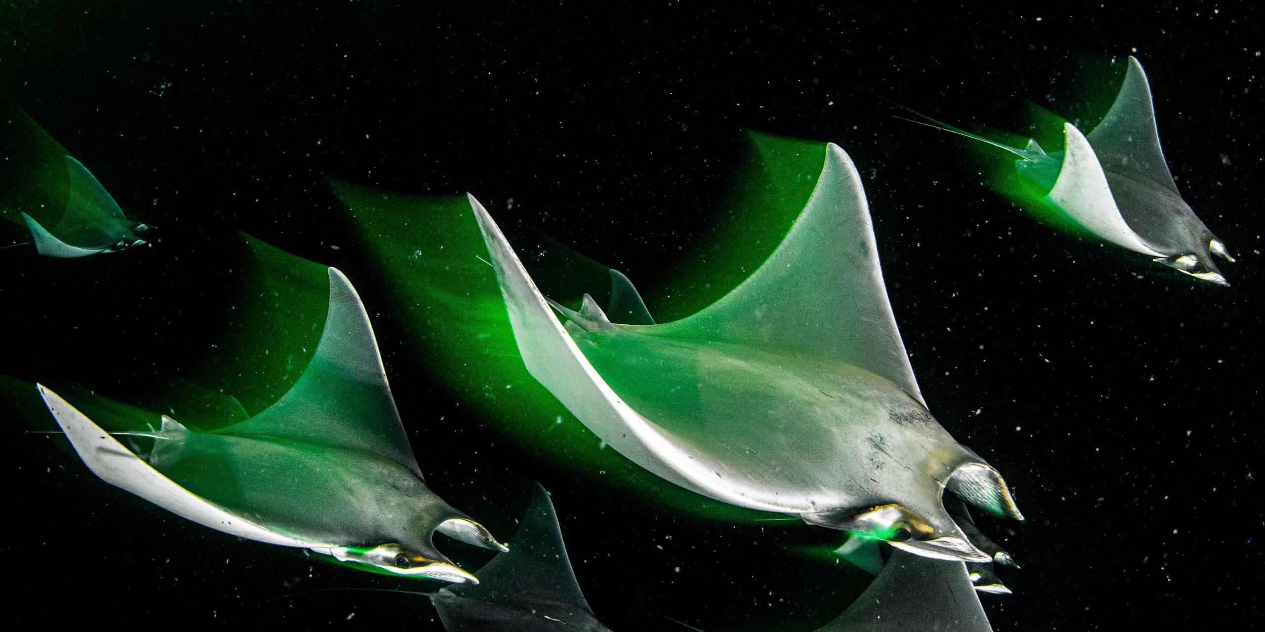 Unterwasserwelt: „Nachtschwadron“
von Catherine
Holmes (UK)