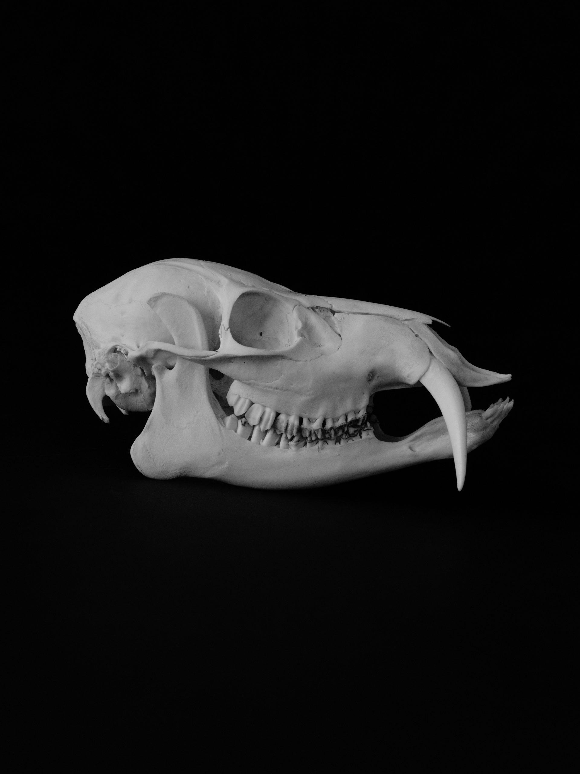 Schädel eines chinesischen Wasserrehs