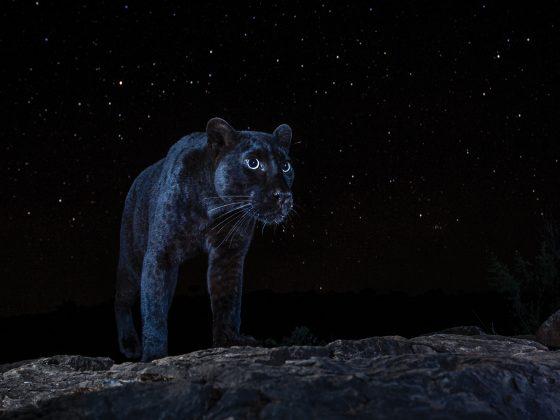 Ein schwarzer Leopard vor dem Sternenhimmel