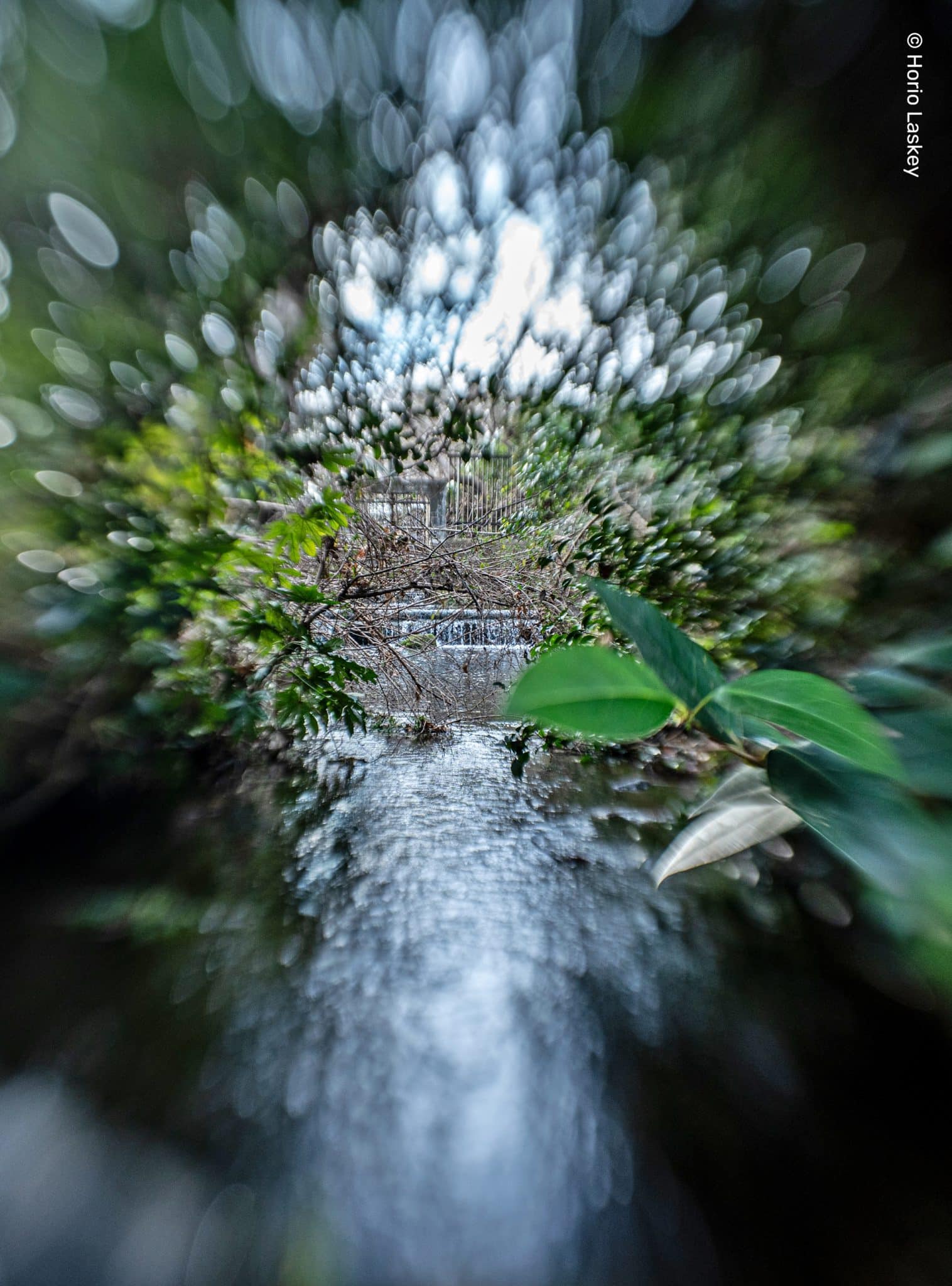 Lensbaby Sweet 22 Sample G