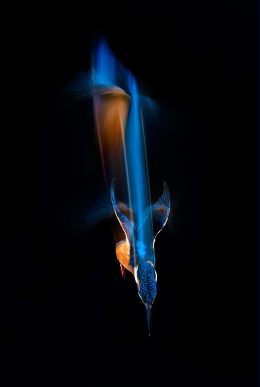 Anflug zum Tauchgang. Foto: Simon Schneider (Deutschland), All Over Winner