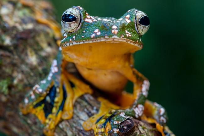 Frosch, fotografiert von Dieter Schonlau