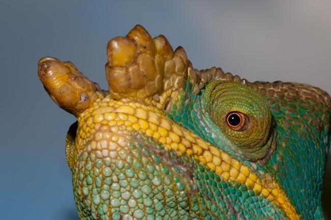 Echse, fotografiert von Roland Hilgartner