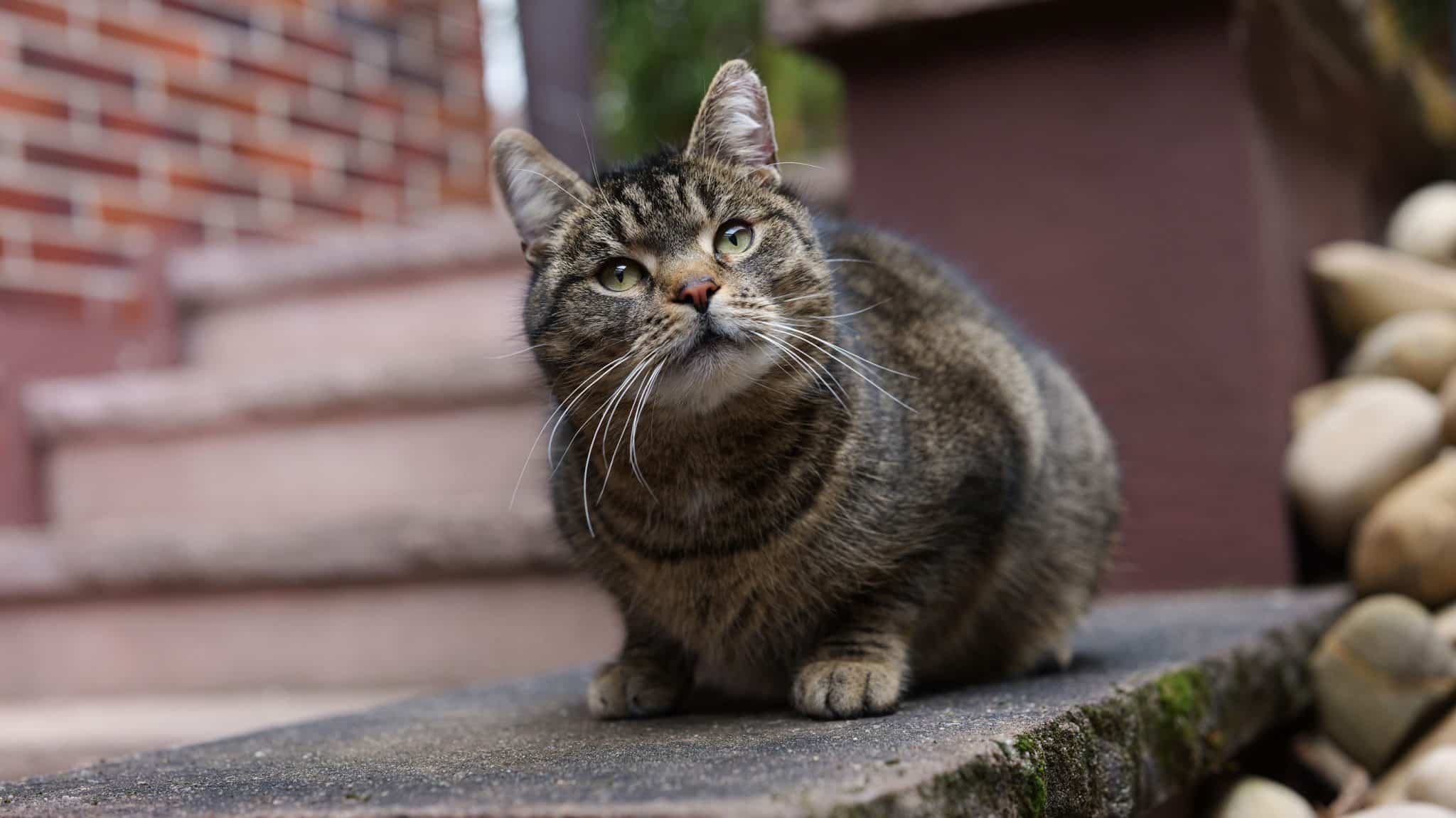 Katze auf einer dunklen Steinplatte, im Hintergrund eine rote Steintreppe und eine geklinkerte Fassade
