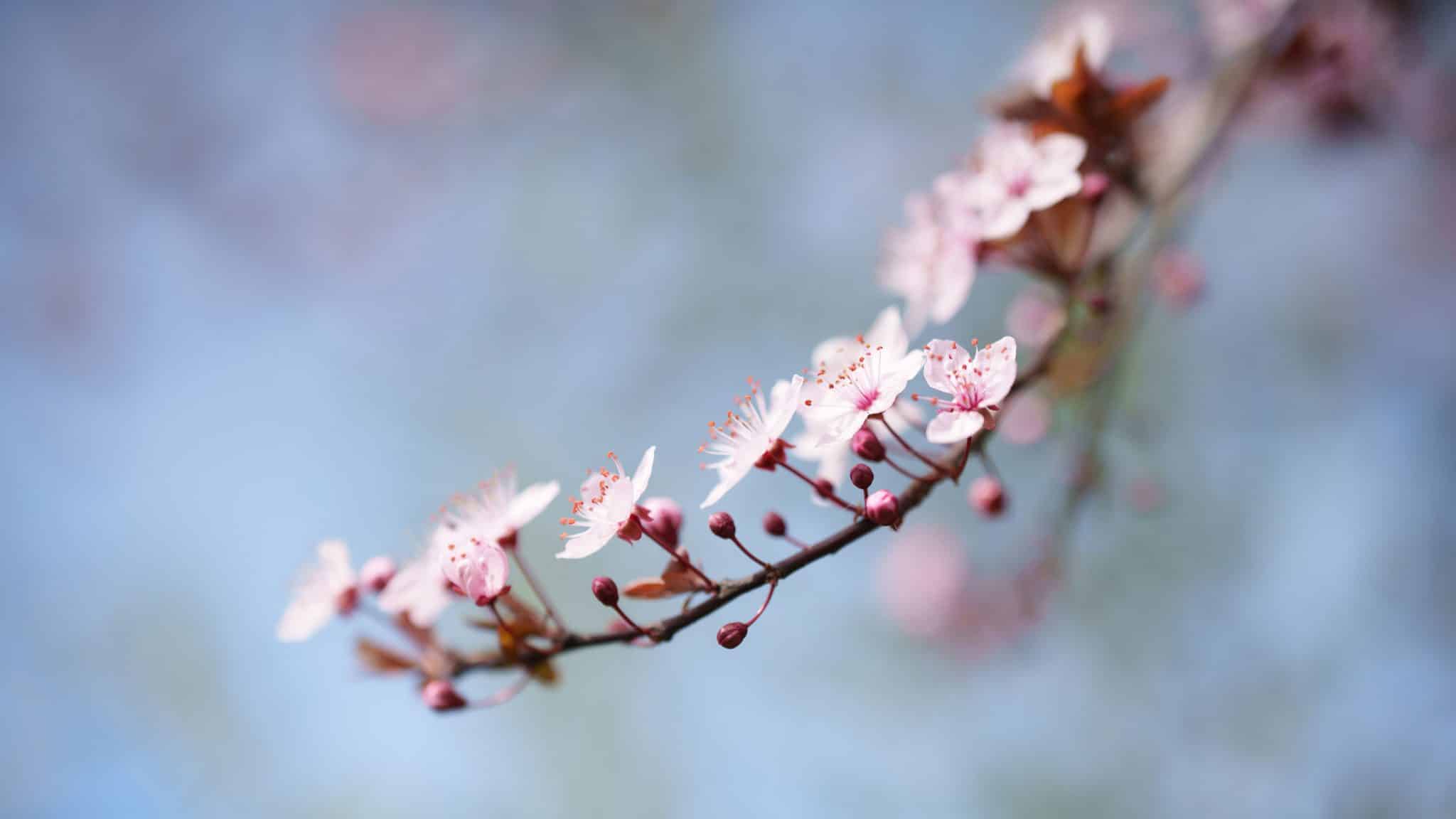 Kirschblüten in Nahaufnahme