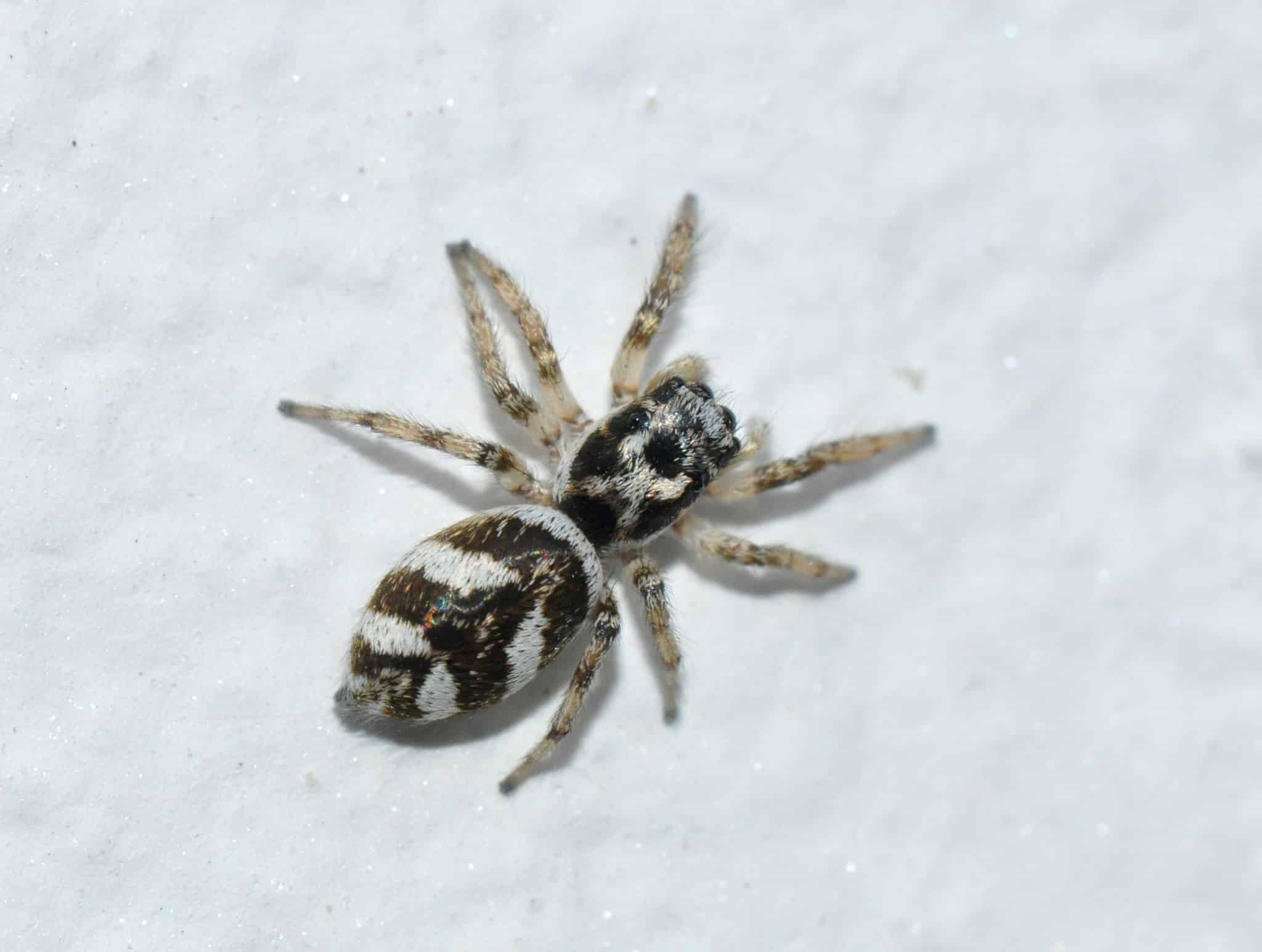Zebraspringspinne (Salticus scenicus).