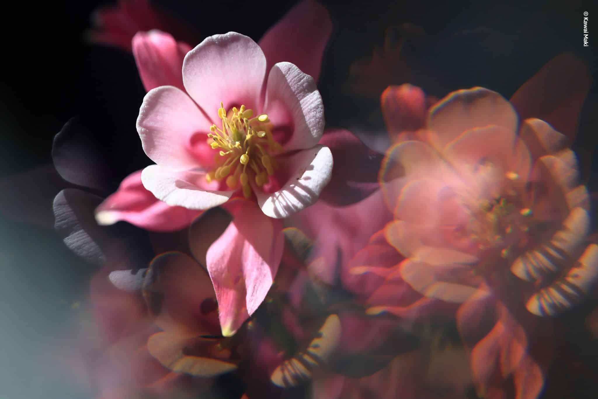 Gartenblume mit Lensbaby Analog-Filter fotografiert